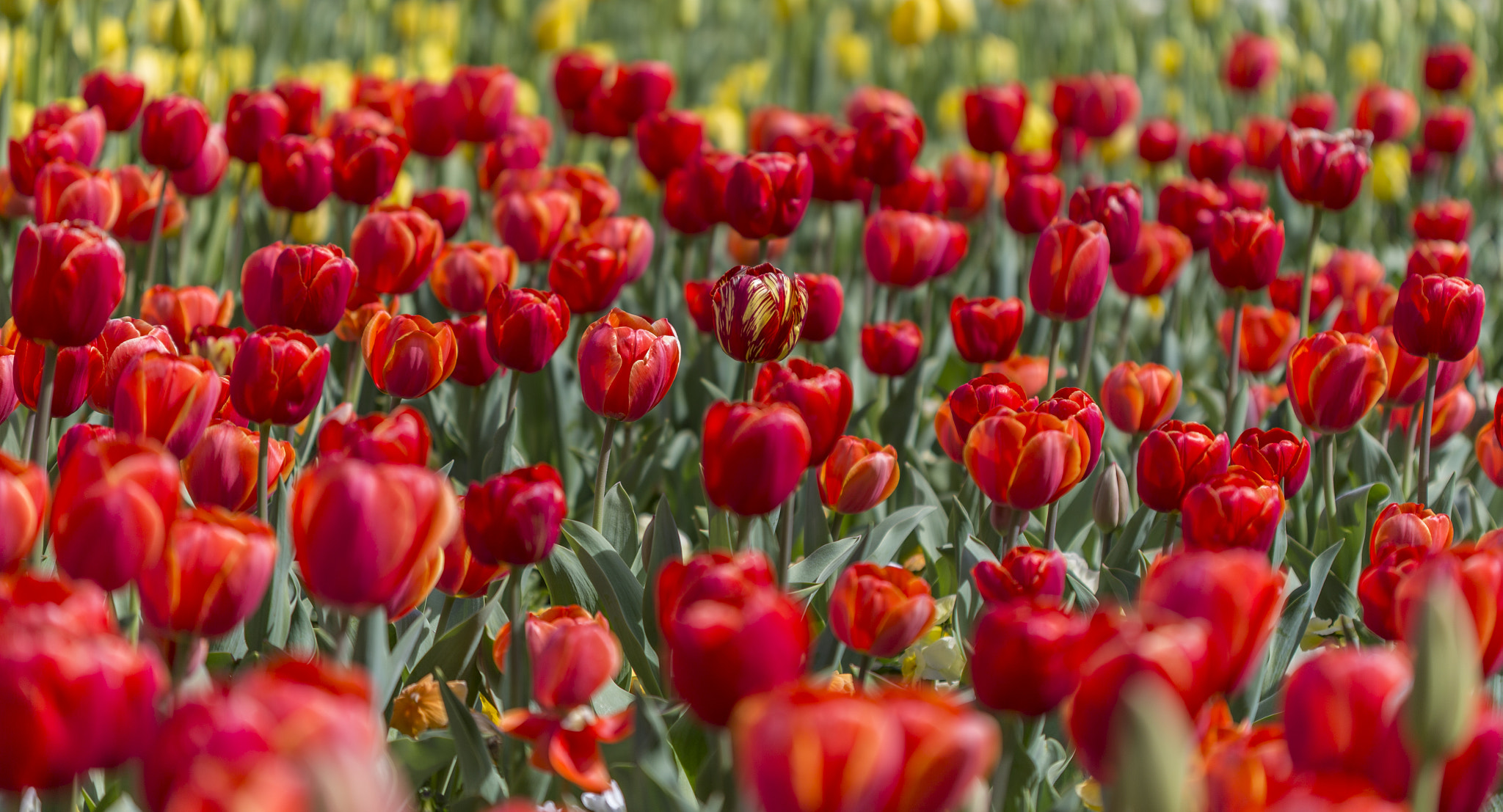 Canon EF 100mm F2.8 Macro USM sample photo. Always stand out photography