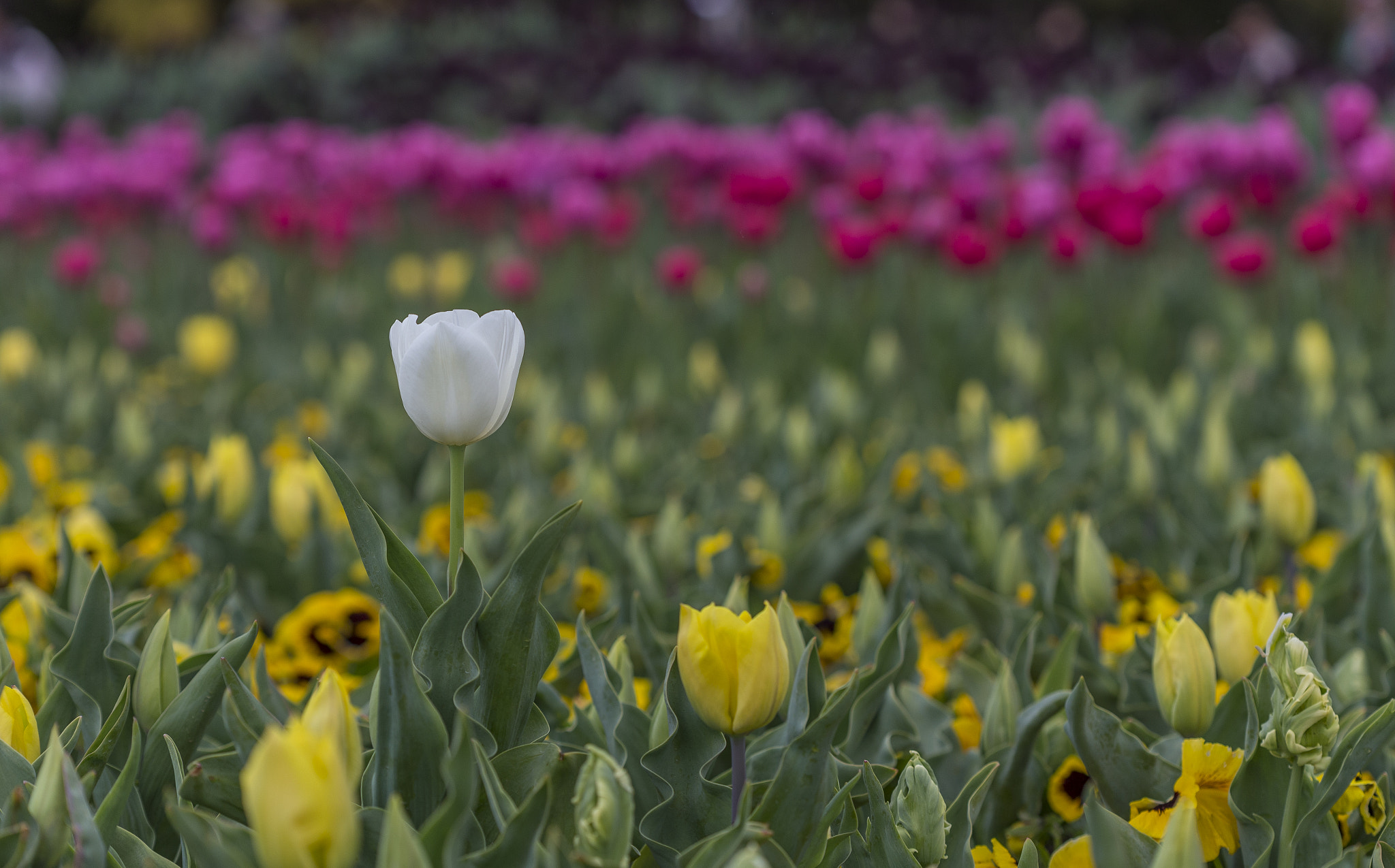 Canon EF 100mm F2.8 Macro USM sample photo. Always stand out photography