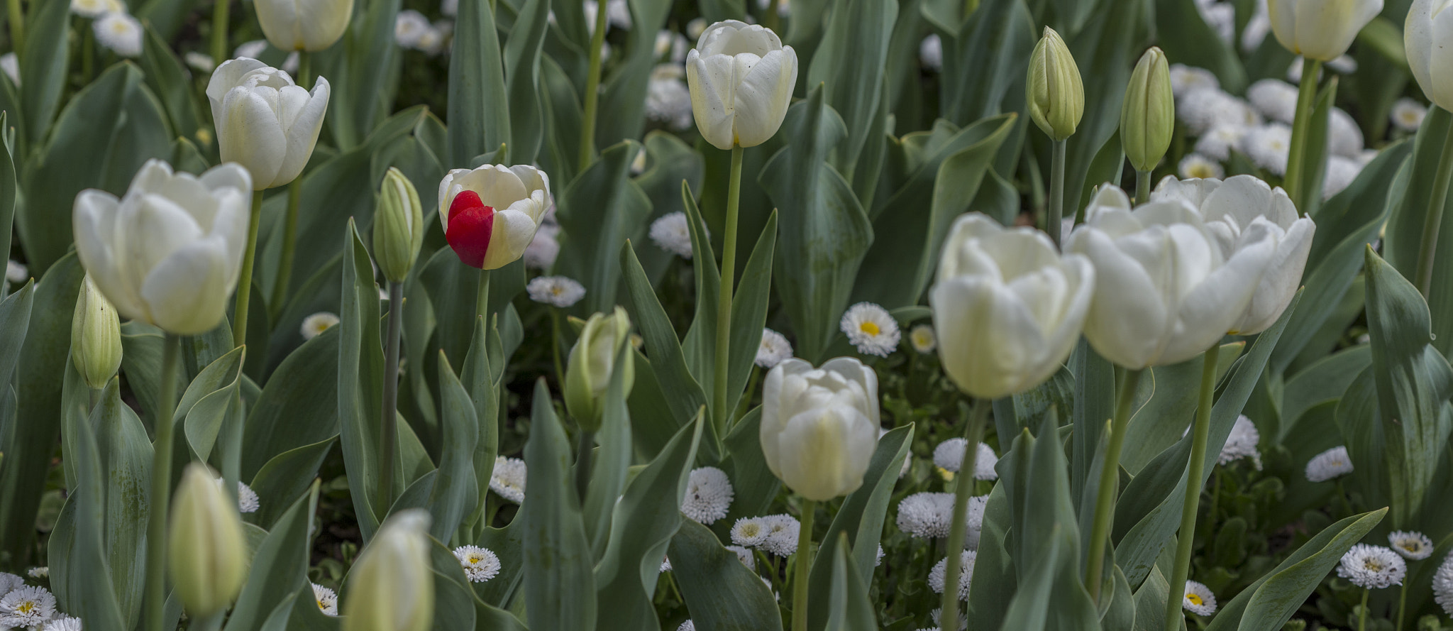 Canon EF 100mm F2.8 Macro USM sample photo. Always stand out photography