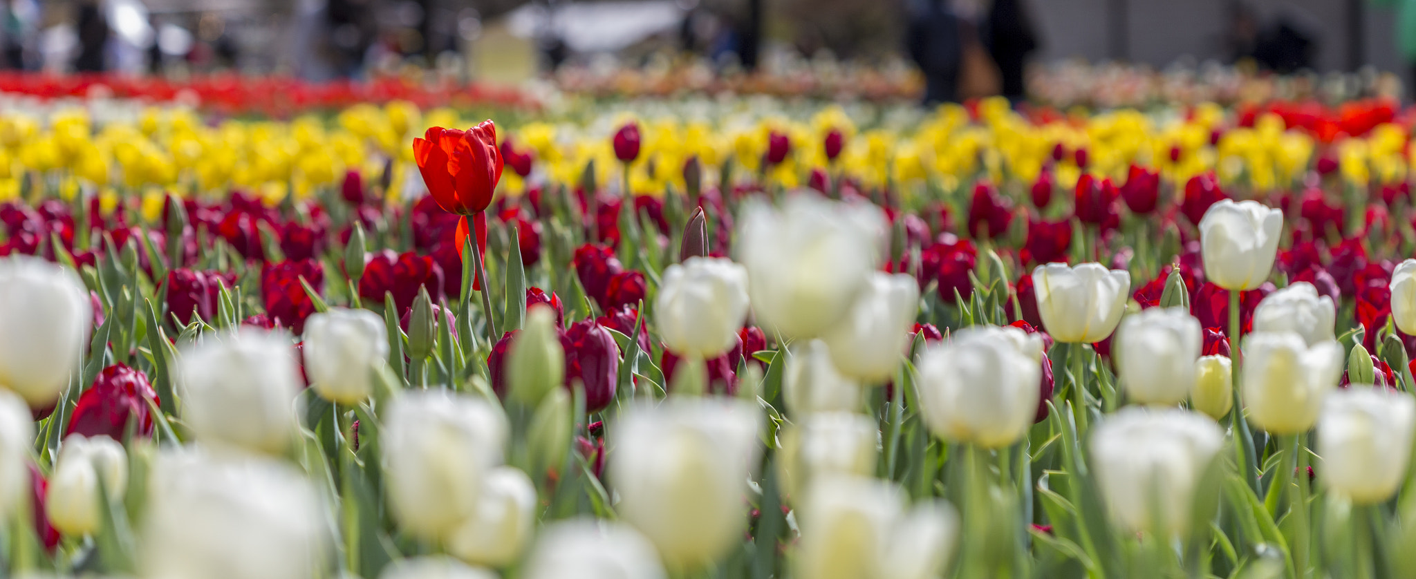 Canon EF 100mm F2.8 Macro USM sample photo. Always stand out photography