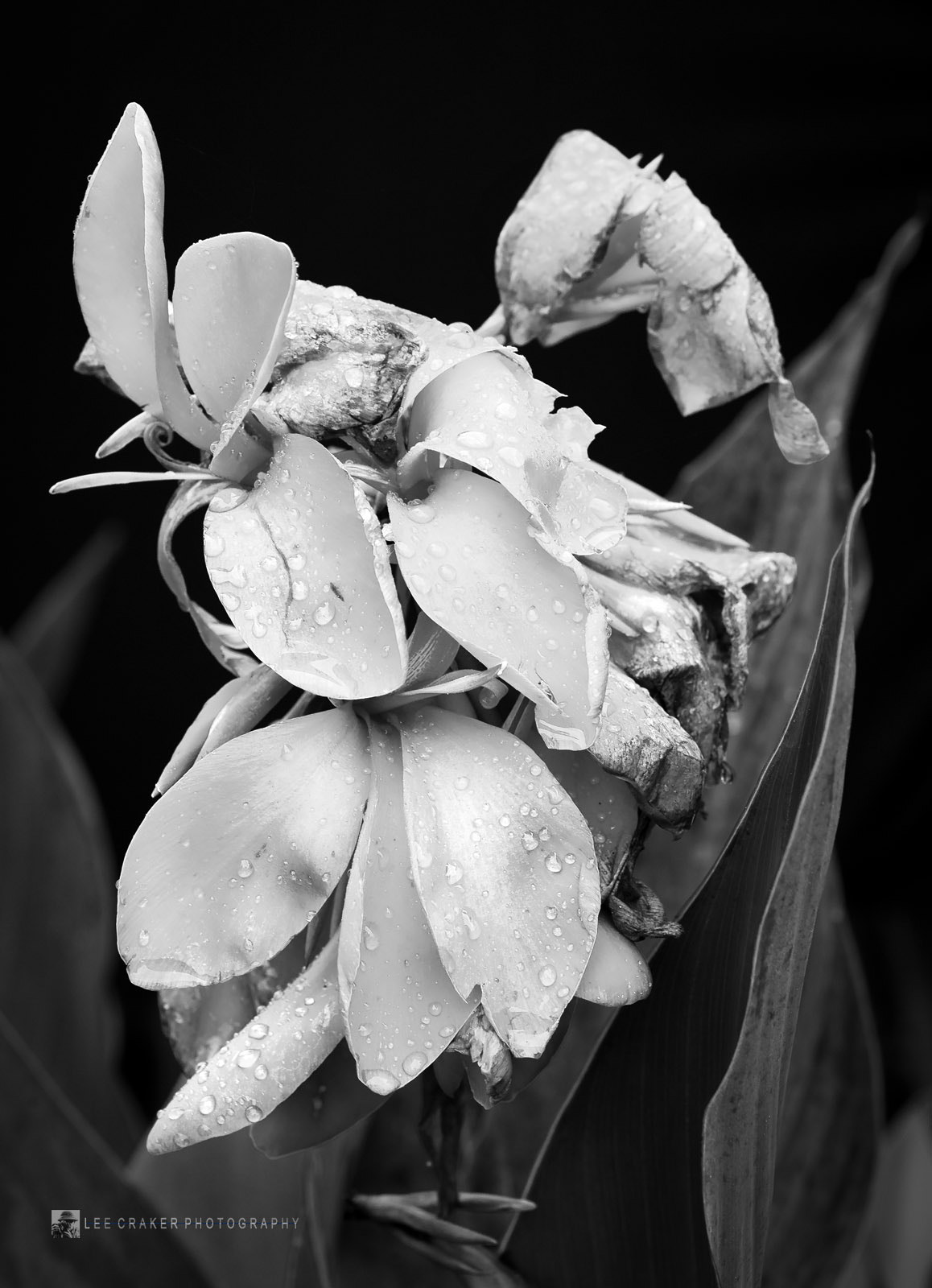 Nikon Df sample photo. I slumbered this spring morning, and missed the dawn, photography