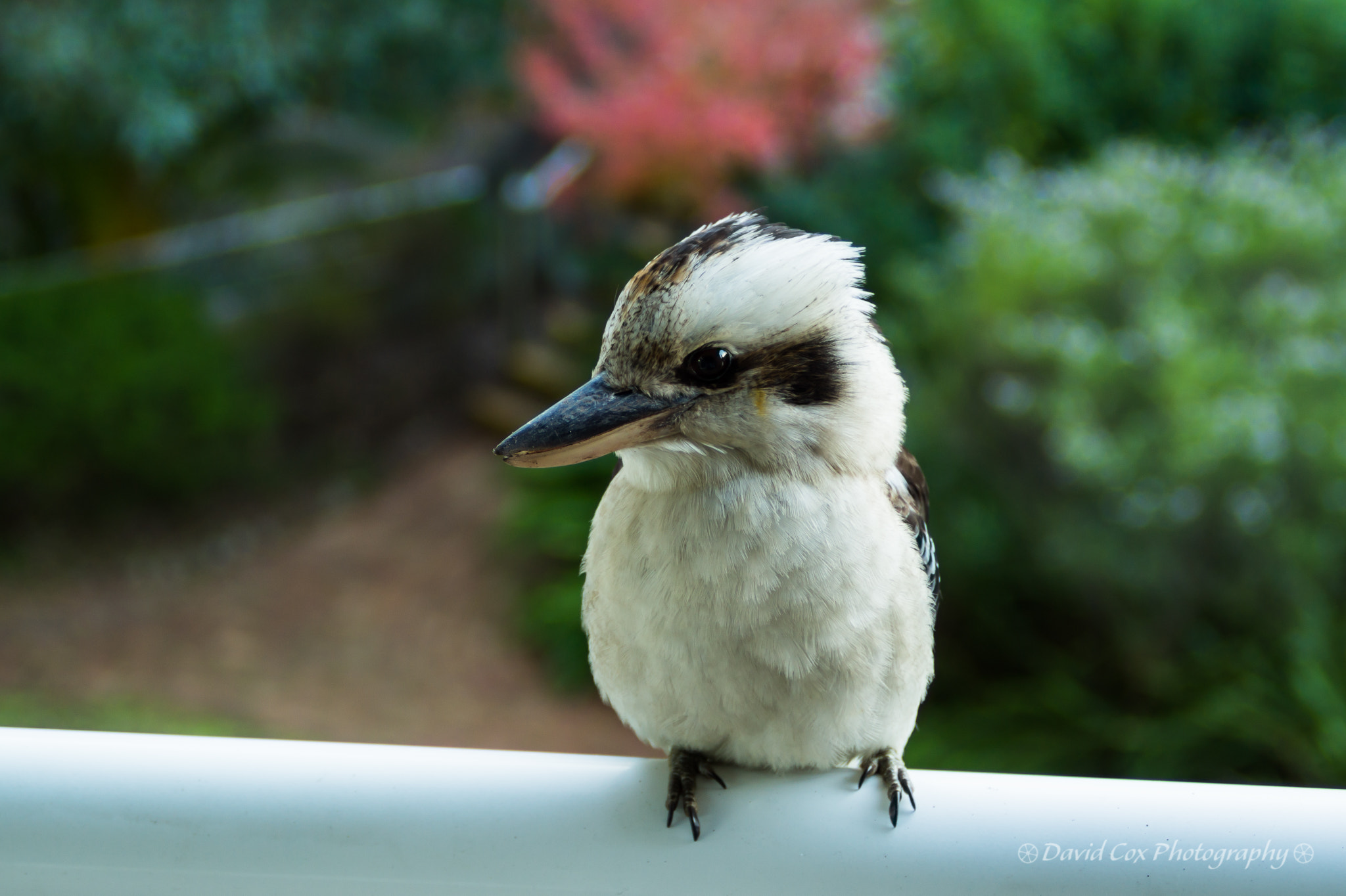 Minolta AF 35-70mm F3.5-4.5 [II] sample photo. Kookaburra photography