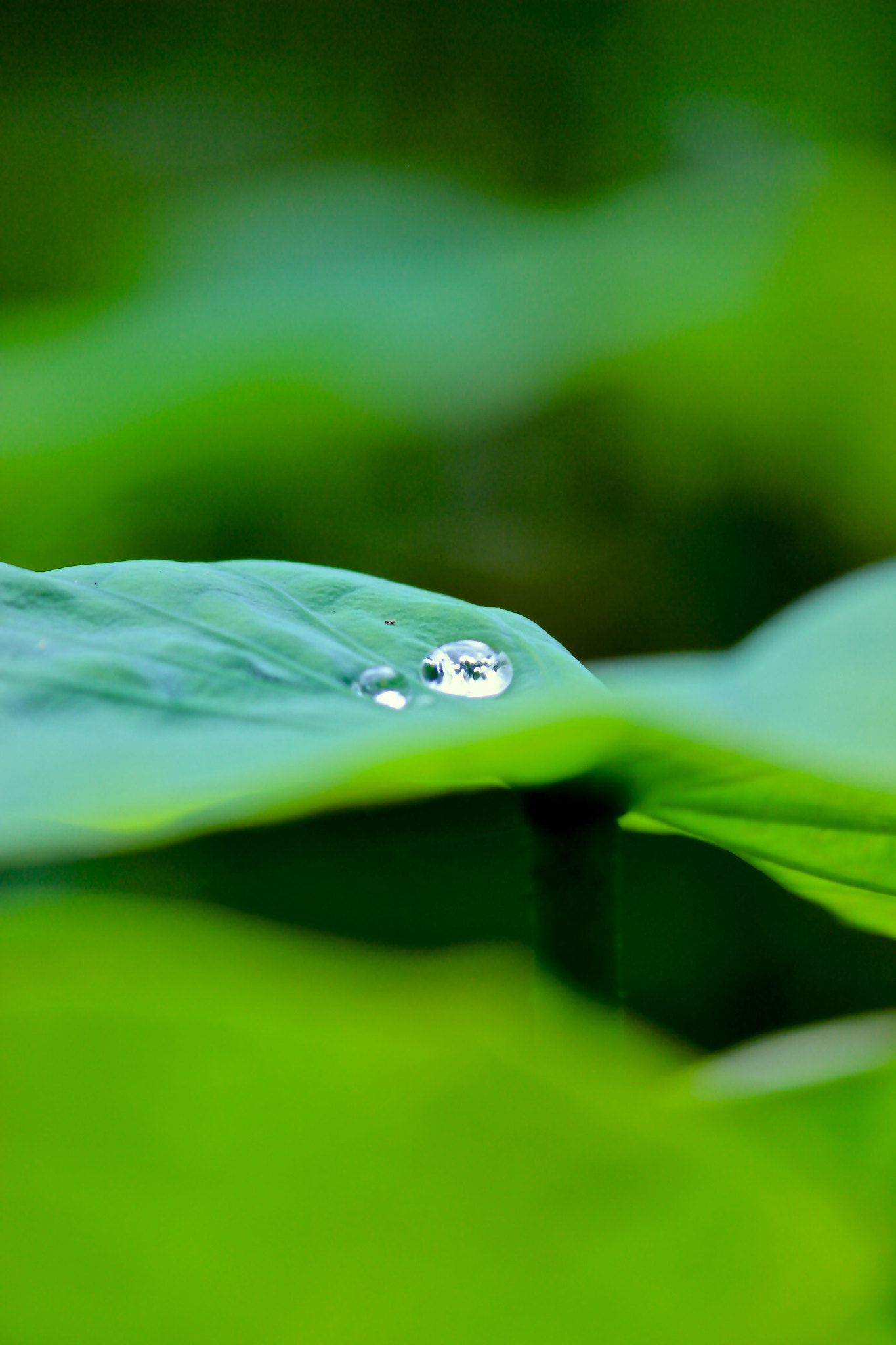 Canon EOS 600D (Rebel EOS T3i / EOS Kiss X5) sample photo. Lotus leaf photography