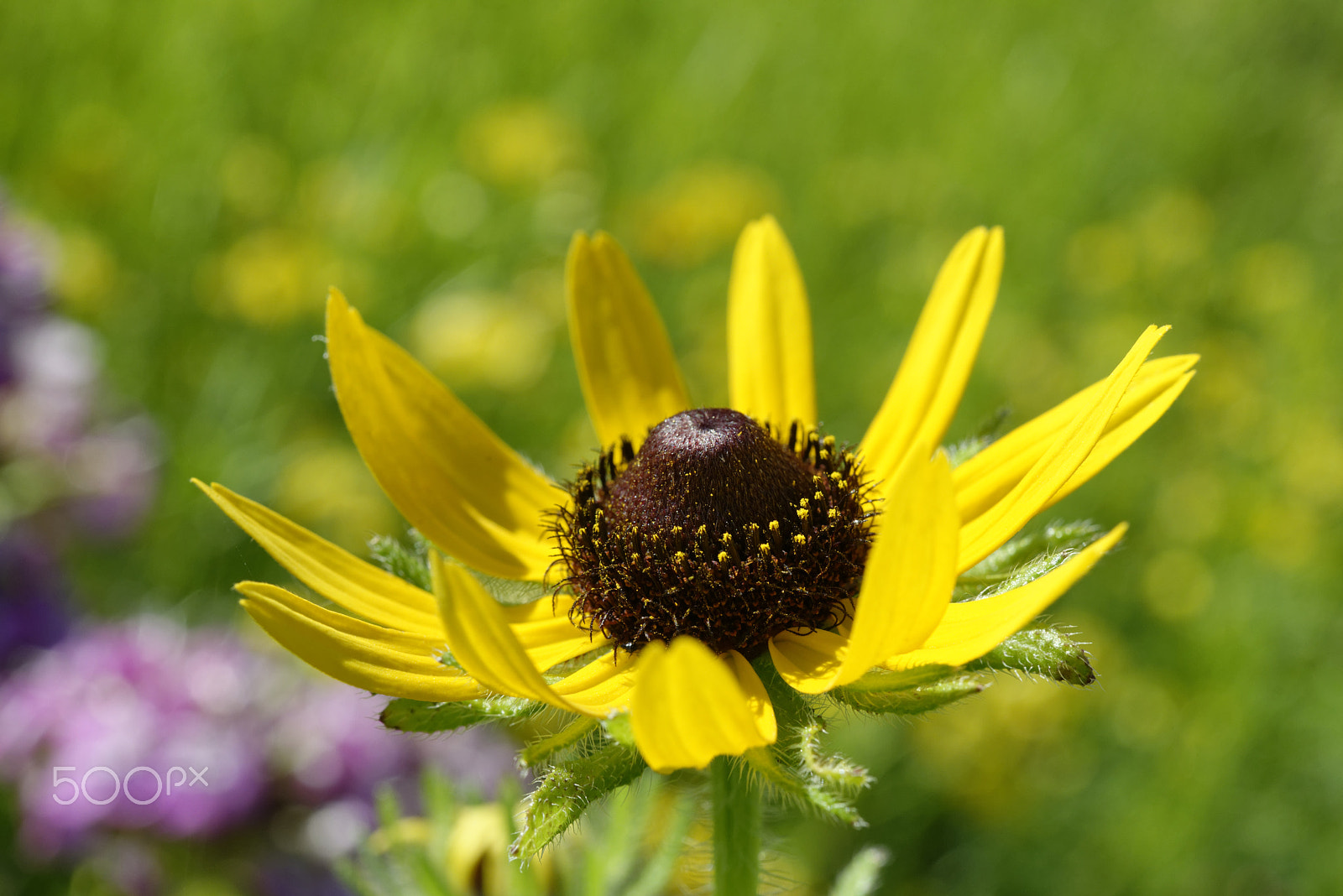 Nikon AF-S Micro-Nikkor 60mm F2.8G ED sample photo. Summer flower photography