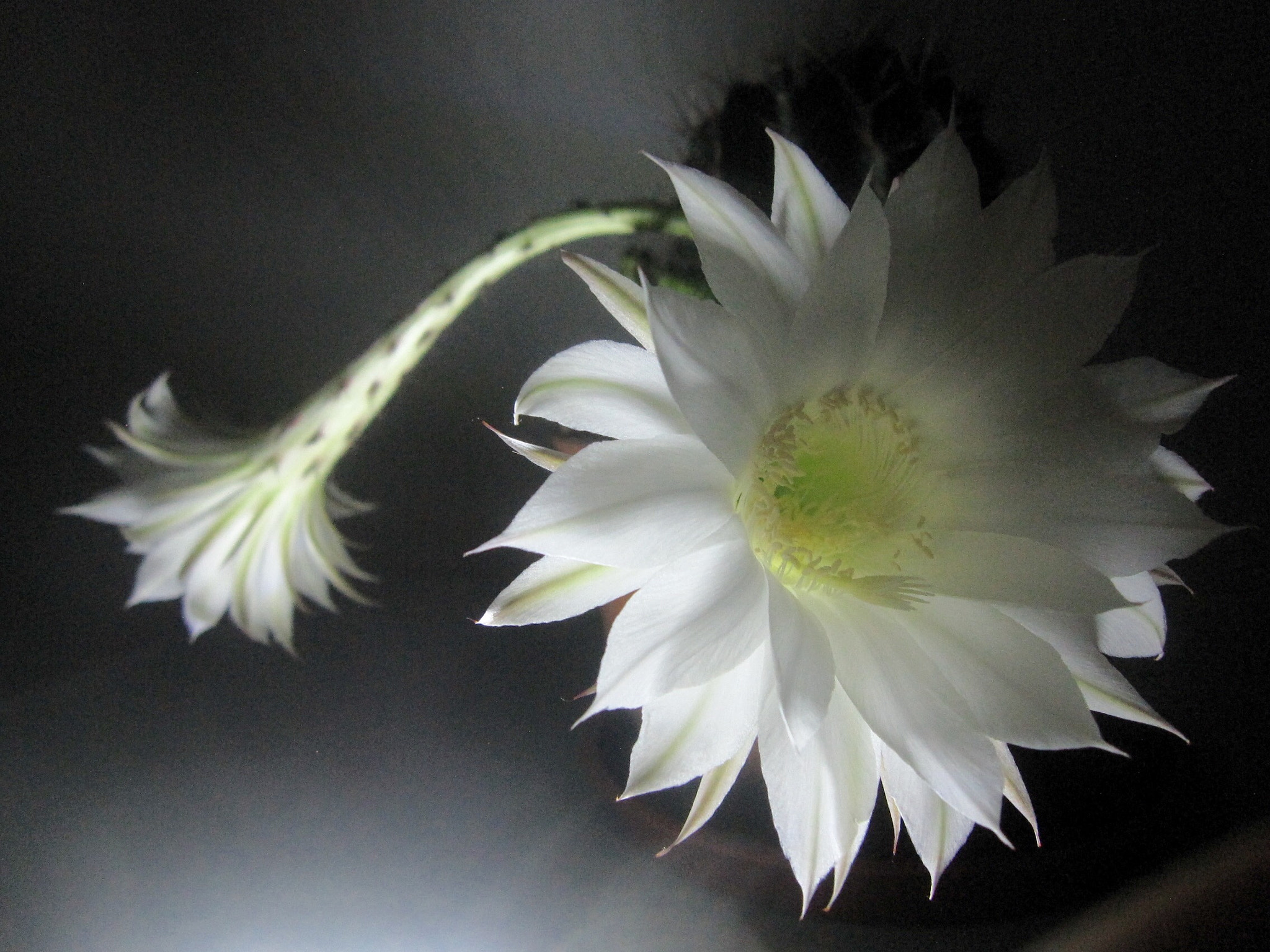 Canon PowerShot SD880 IS (Digital IXUS 870 IS / IXY Digital 920 IS) sample photo. The flower of ball cactus 仙人球花 photography