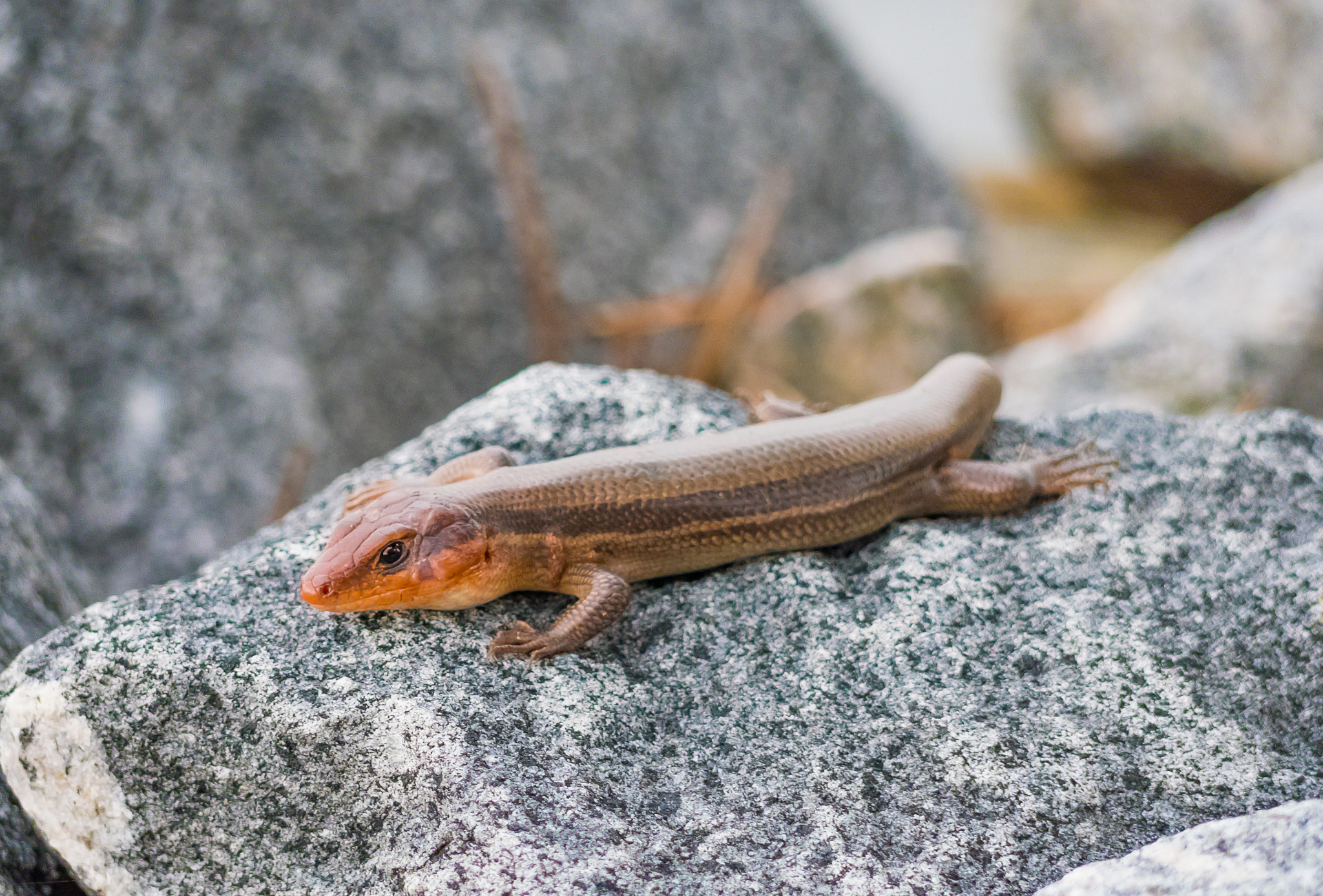 Panasonic Lumix DMC-GX8 + Panasonic Lumix G Vario 45-200mm F4-5.6 OIS sample photo. Warm rocks photography