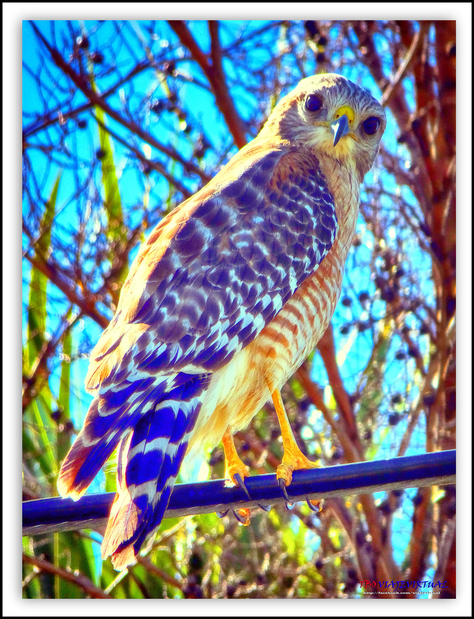 Fujifilm FinePix F850EXR sample photo. Shot-tailed hawk, buteo brachyurus photography