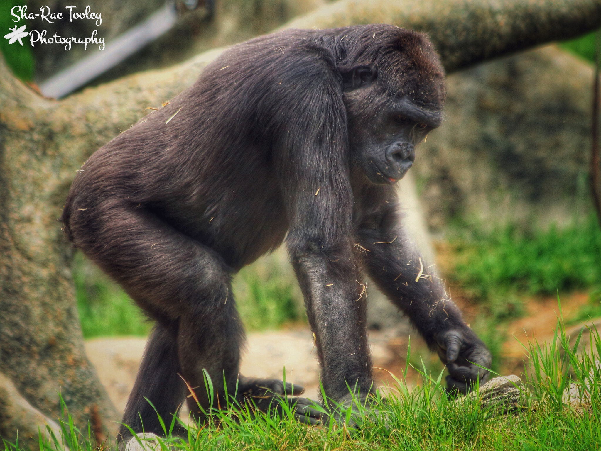 Canon EOS 750D (EOS Rebel T6i / EOS Kiss X8i) + Canon EF 70-300mm F4-5.6 IS USM sample photo. Gorilla at the calgary zoo photography