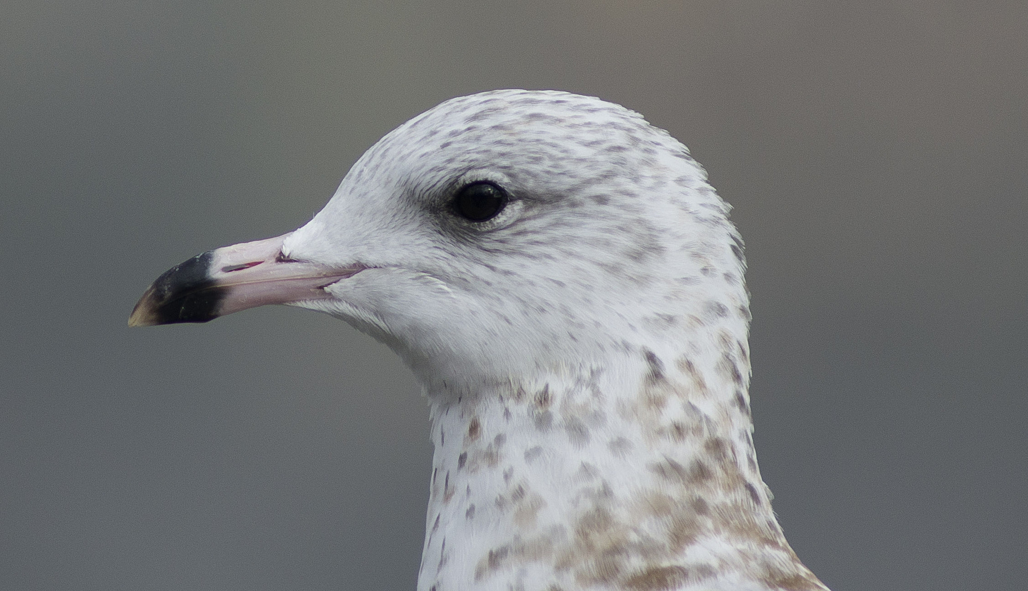 Sony 75-300mm F4.5-5.6 sample photo. Sony photography