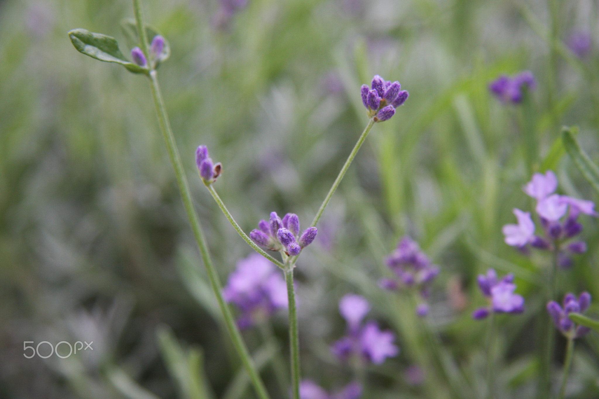 Lavandula angustifolia
