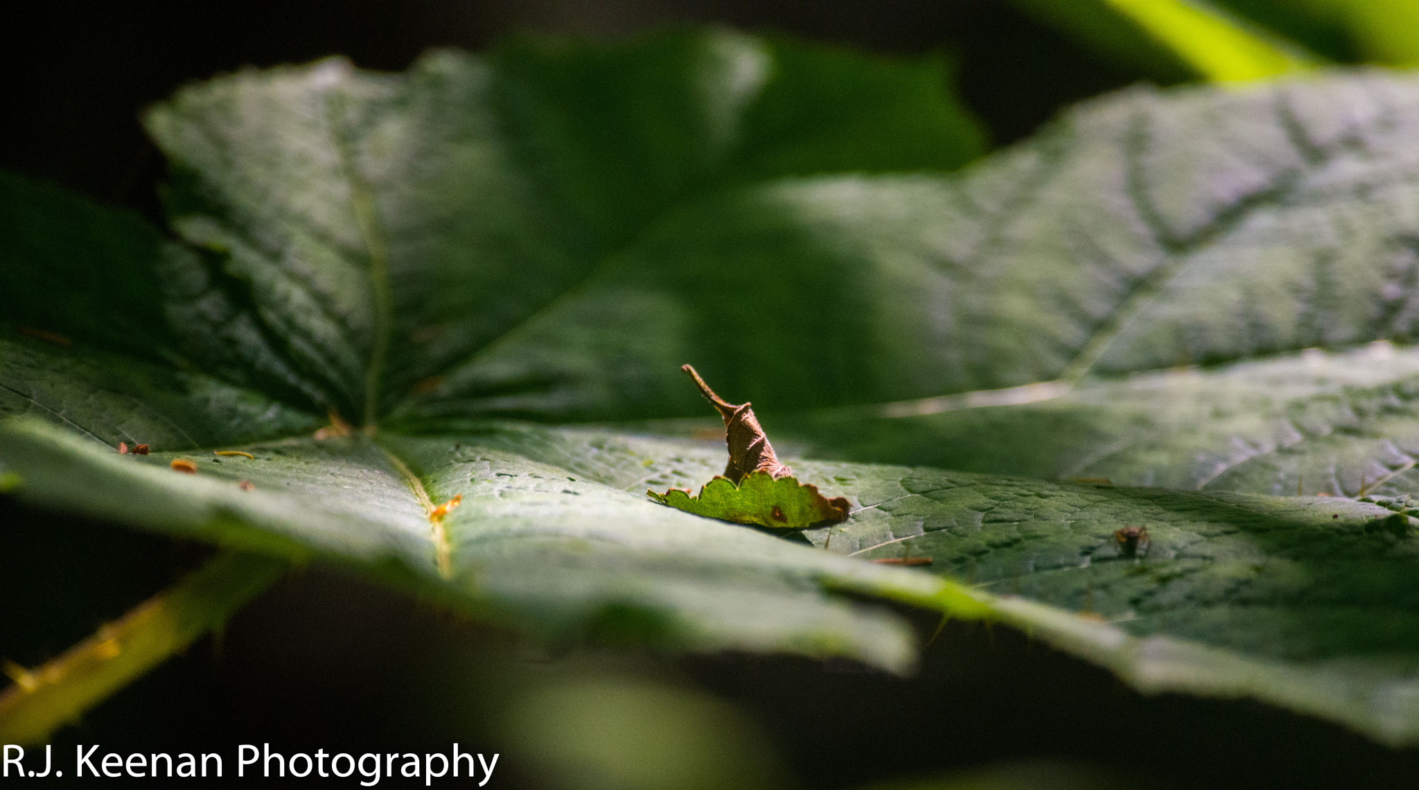 Nikon D600 sample photo. Leaf photography