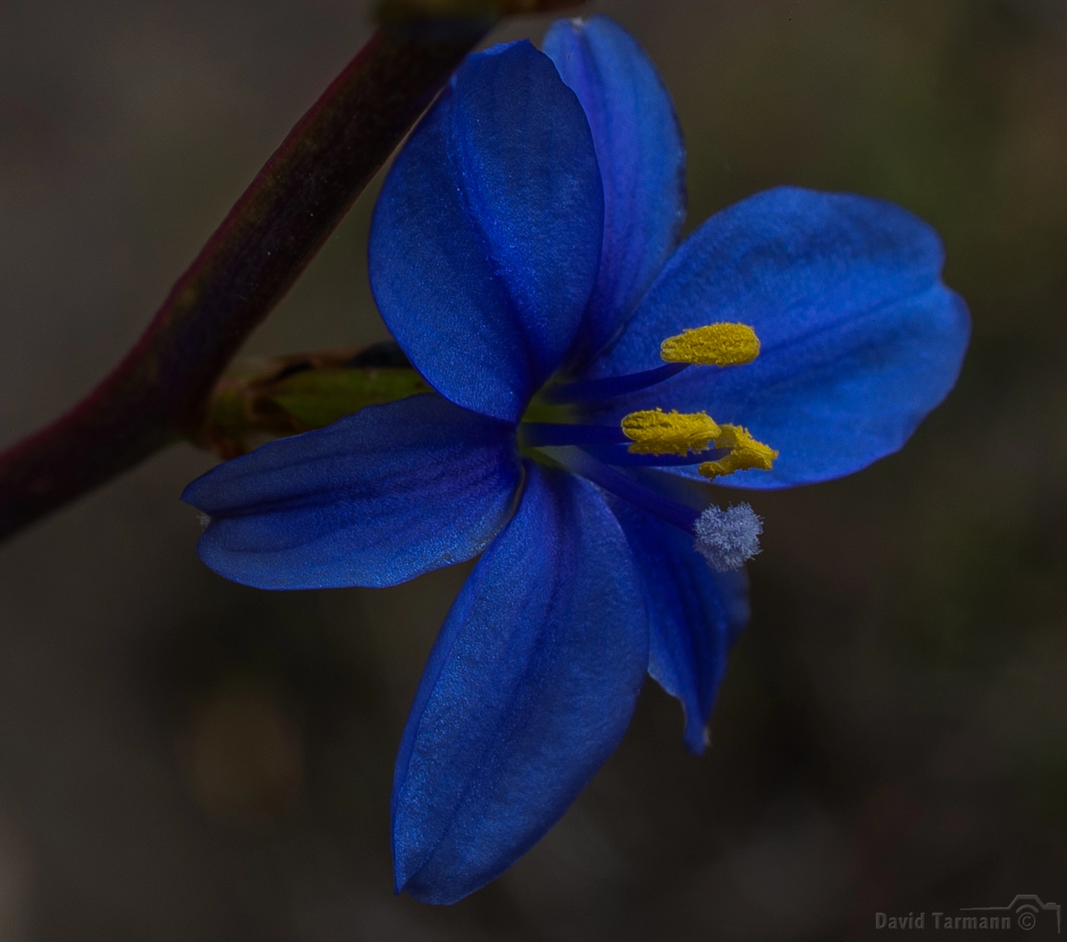AF Zoom-Nikkor 28-85mm f/3.5-4.5 sample photo. Bluestar ii photography