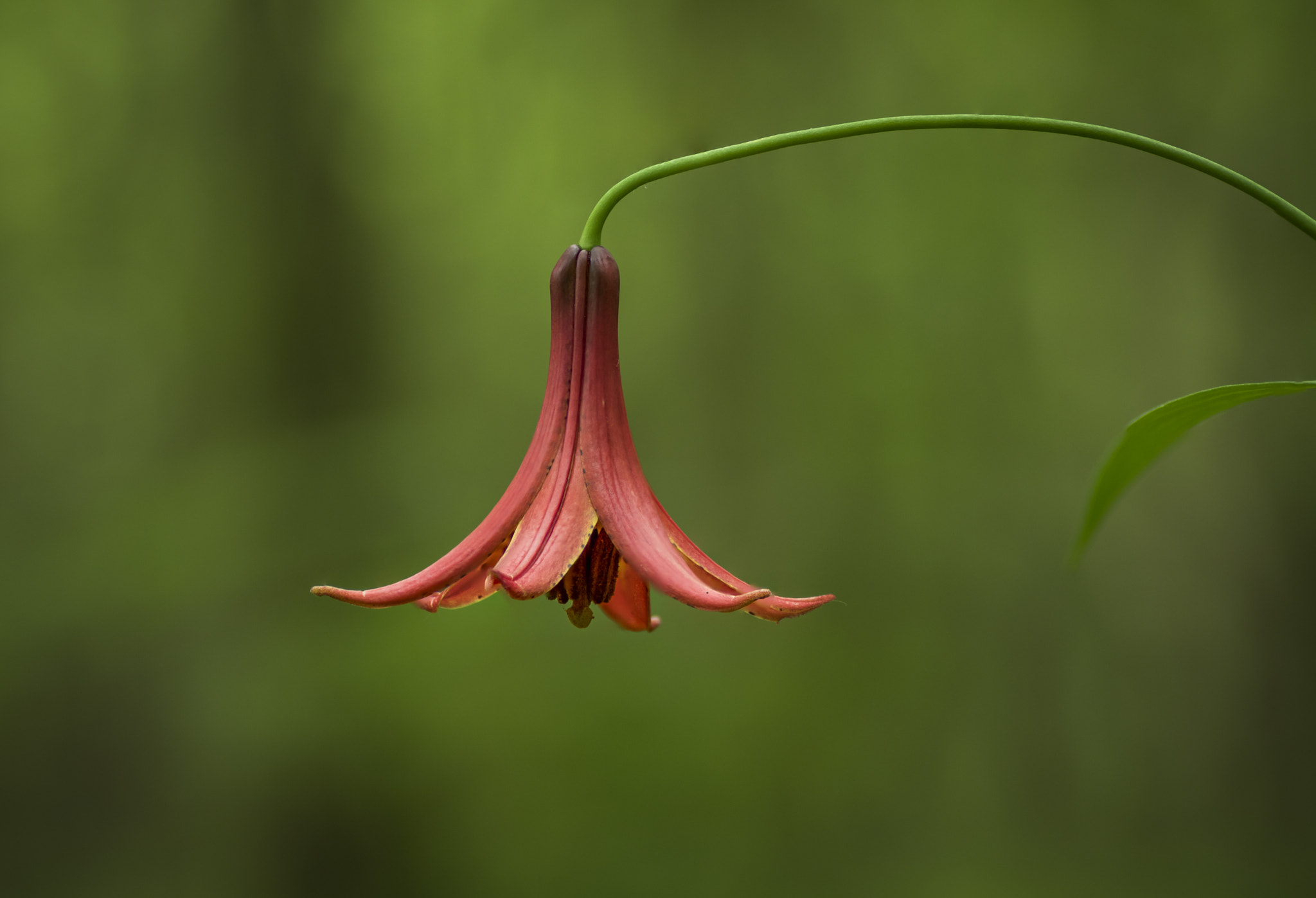 Nikon D810 + Tamron SP 90mm F2.8 Di VC USD 1:1 Macro sample photo. Canada lily in ohio forest photography
