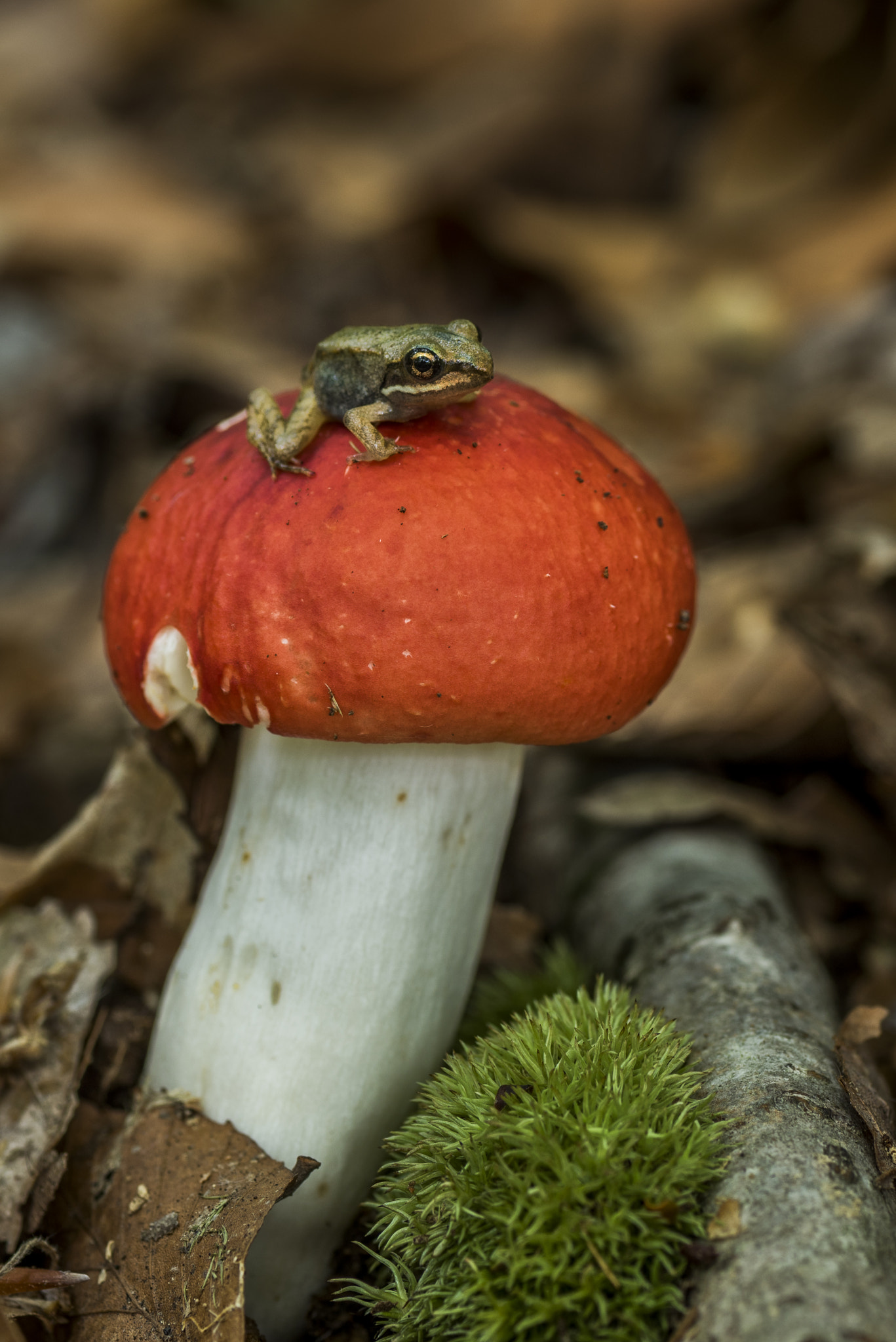 Nikon D810 + Tamron SP 90mm F2.8 Di VC USD 1:1 Macro sample photo. Wood frog on red toadstool photography