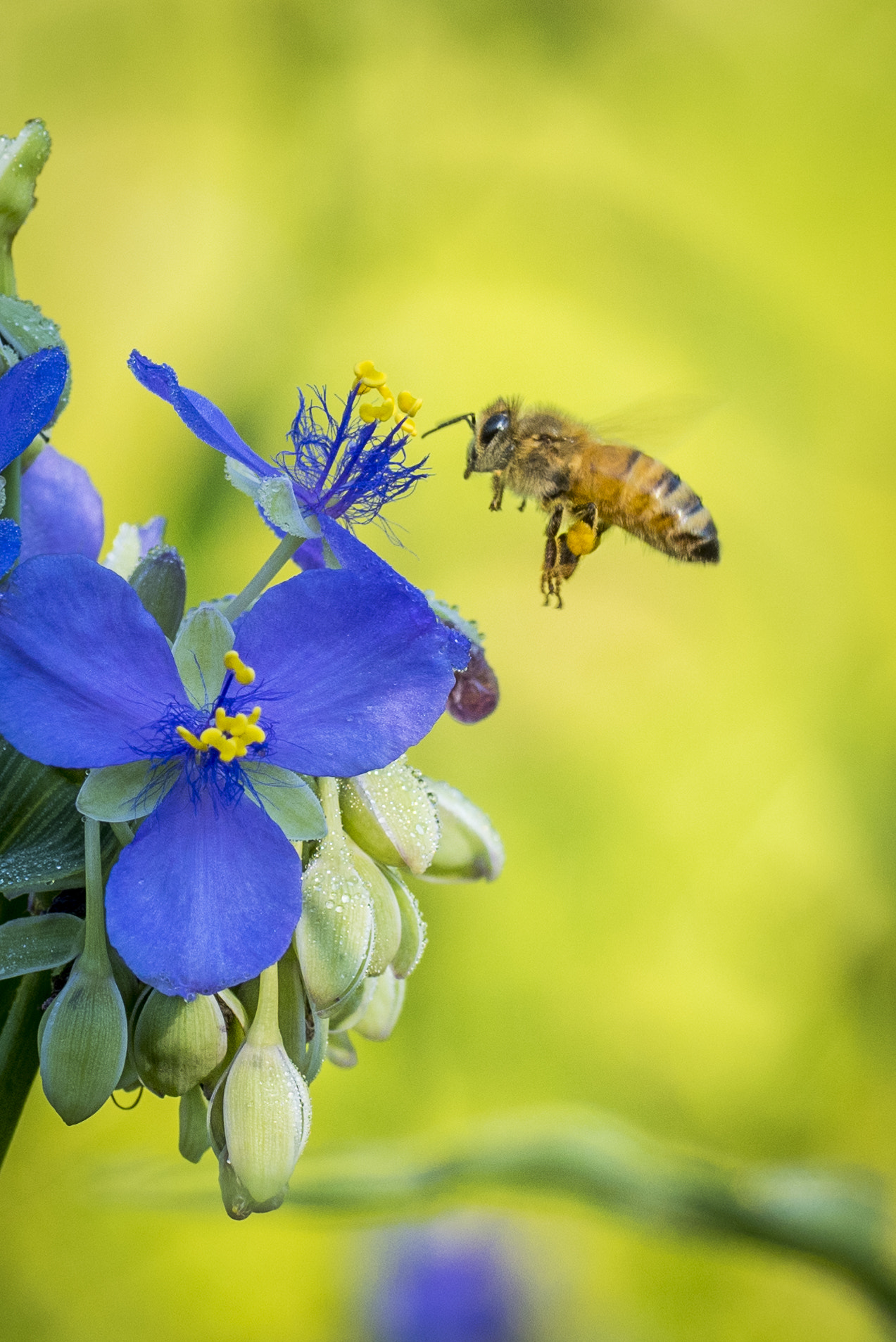 Nikon D810 + Tamron SP 90mm F2.8 Di VC USD 1:1 Macro sample photo. Honeybee landing on spiderwort flower photography