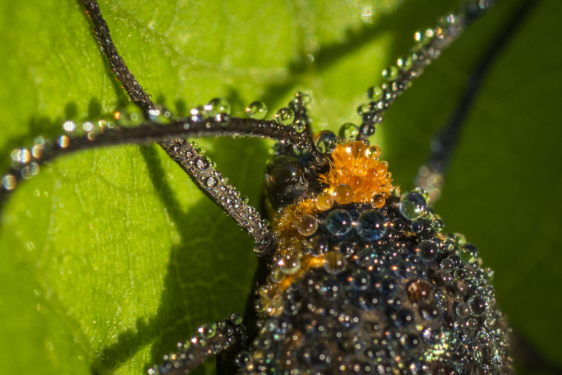 Nikon D810 + Tamron SP 90mm F2.8 Di VC USD 1:1 Macro sample photo. Virginia ctenucha moth with morning dew photography