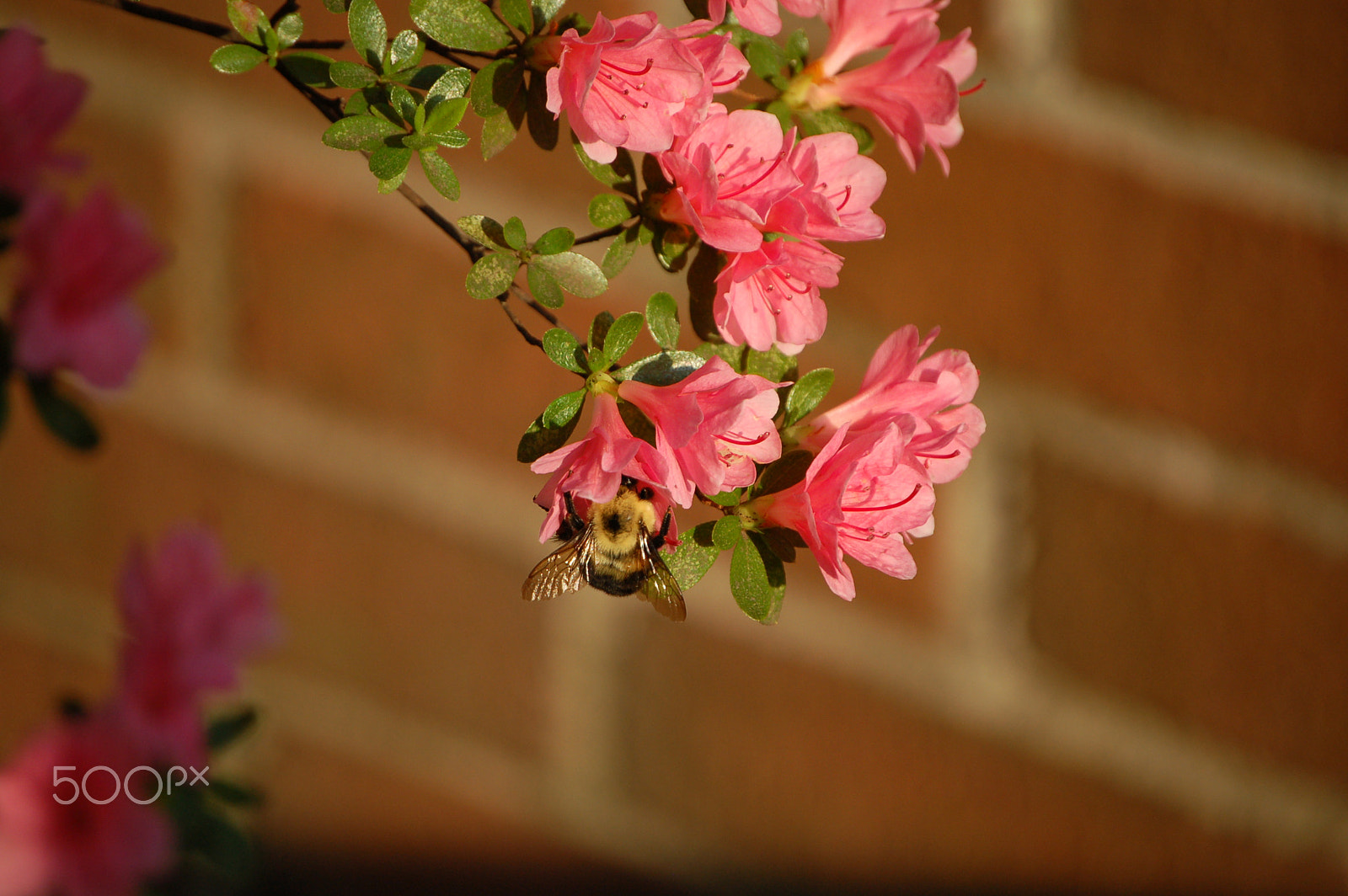 Nikon D50 sample photo. Bee and flower photography