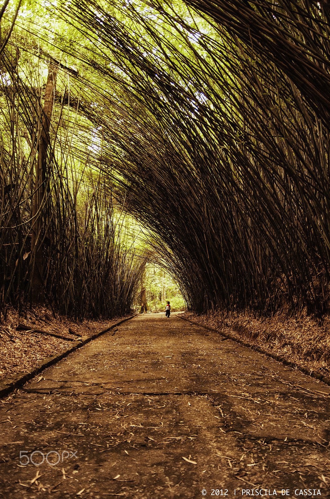 Nikon D90 + Sigma 18-50mm F2.8 EX DC Macro sample photo. Through the bamboo tunnel photography