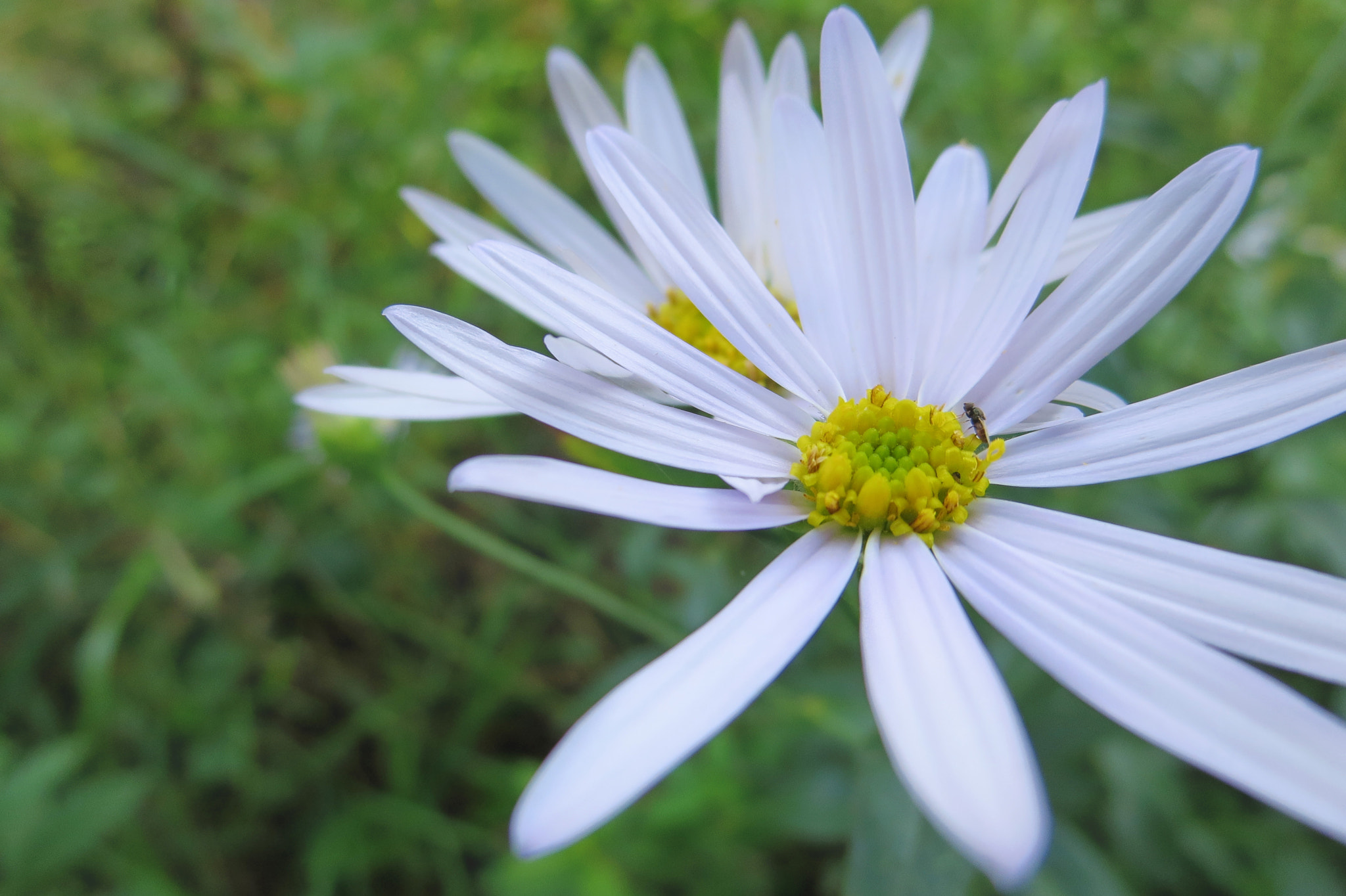 Canon PowerShot ELPH 330 HS (IXUS 255 HS / IXY 610F) sample photo. Wild flowers photography
