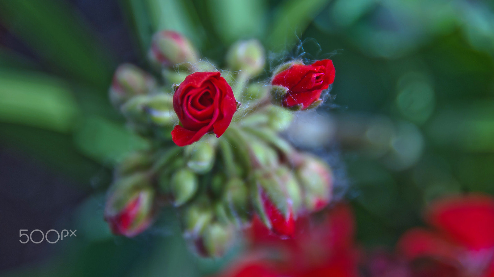 Sony Alpha DSLR-A330 + Sony DT 18-250mm F3.5-6.3 sample photo. Red one photography