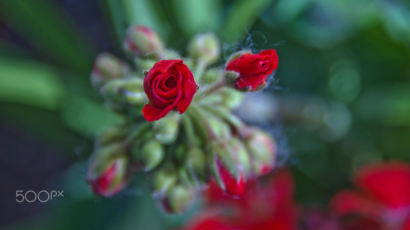 Sony Alpha DSLR-A330 sample photo. Red one photography