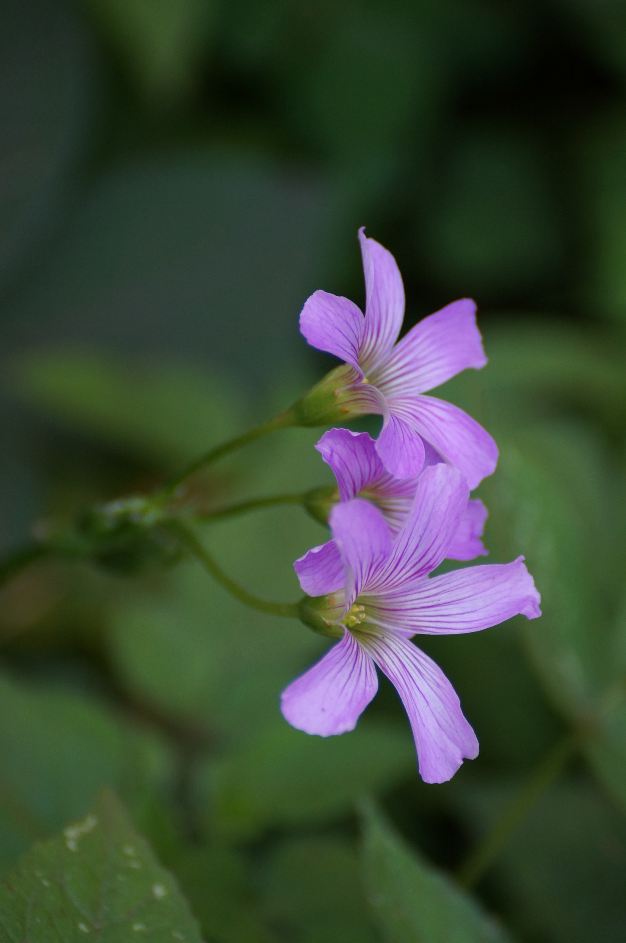 Sony SLT-A37 sample photo. Shades of purple photography