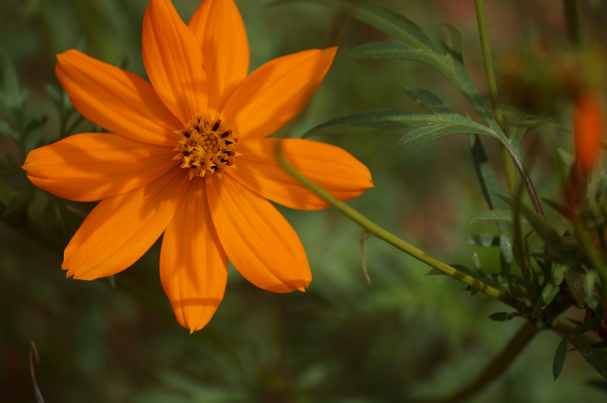 Sony SLT-A37 sample photo. Beautiful light photography