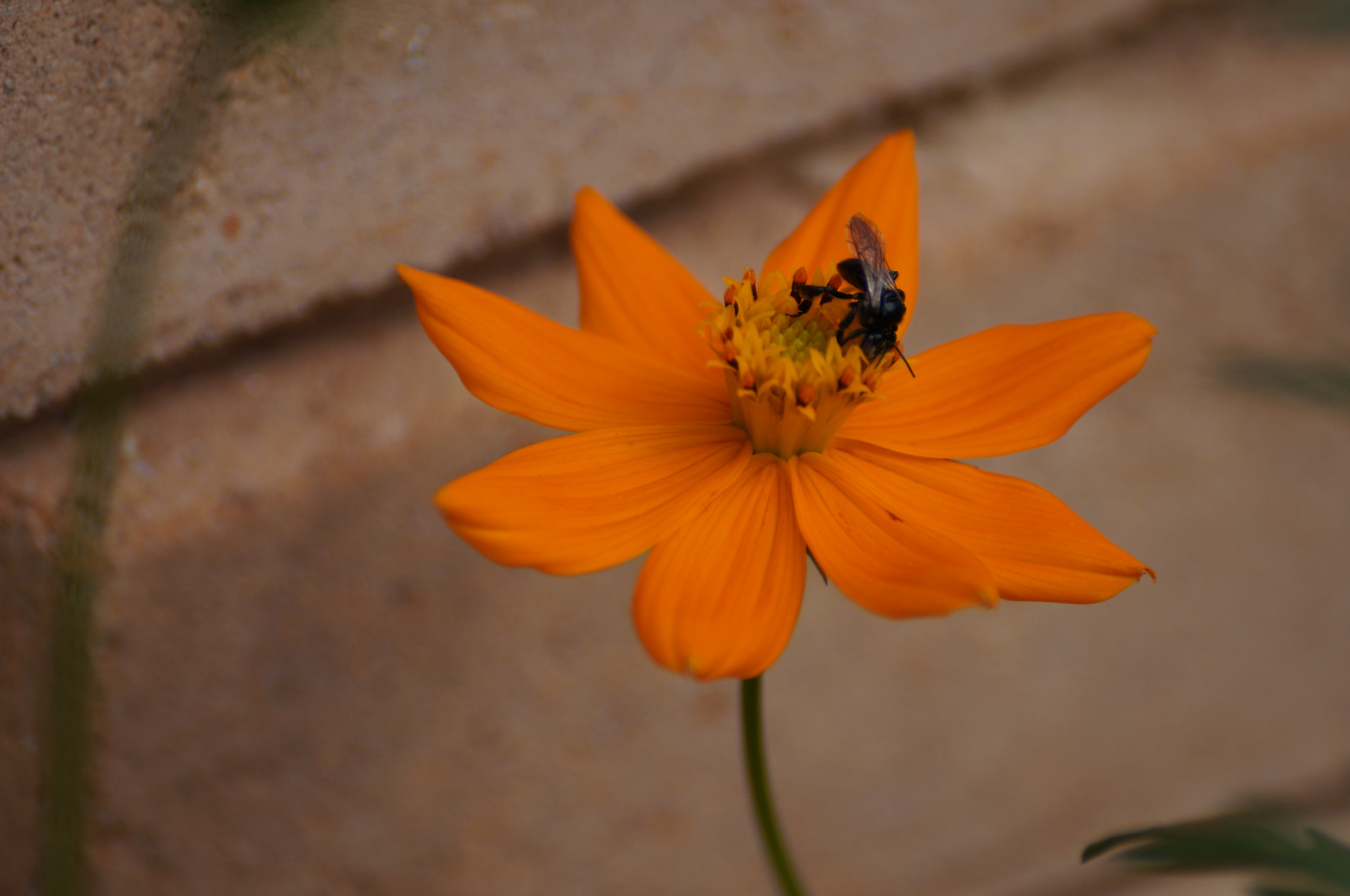 Sony SLT-A37 sample photo. Trying to dive. photography