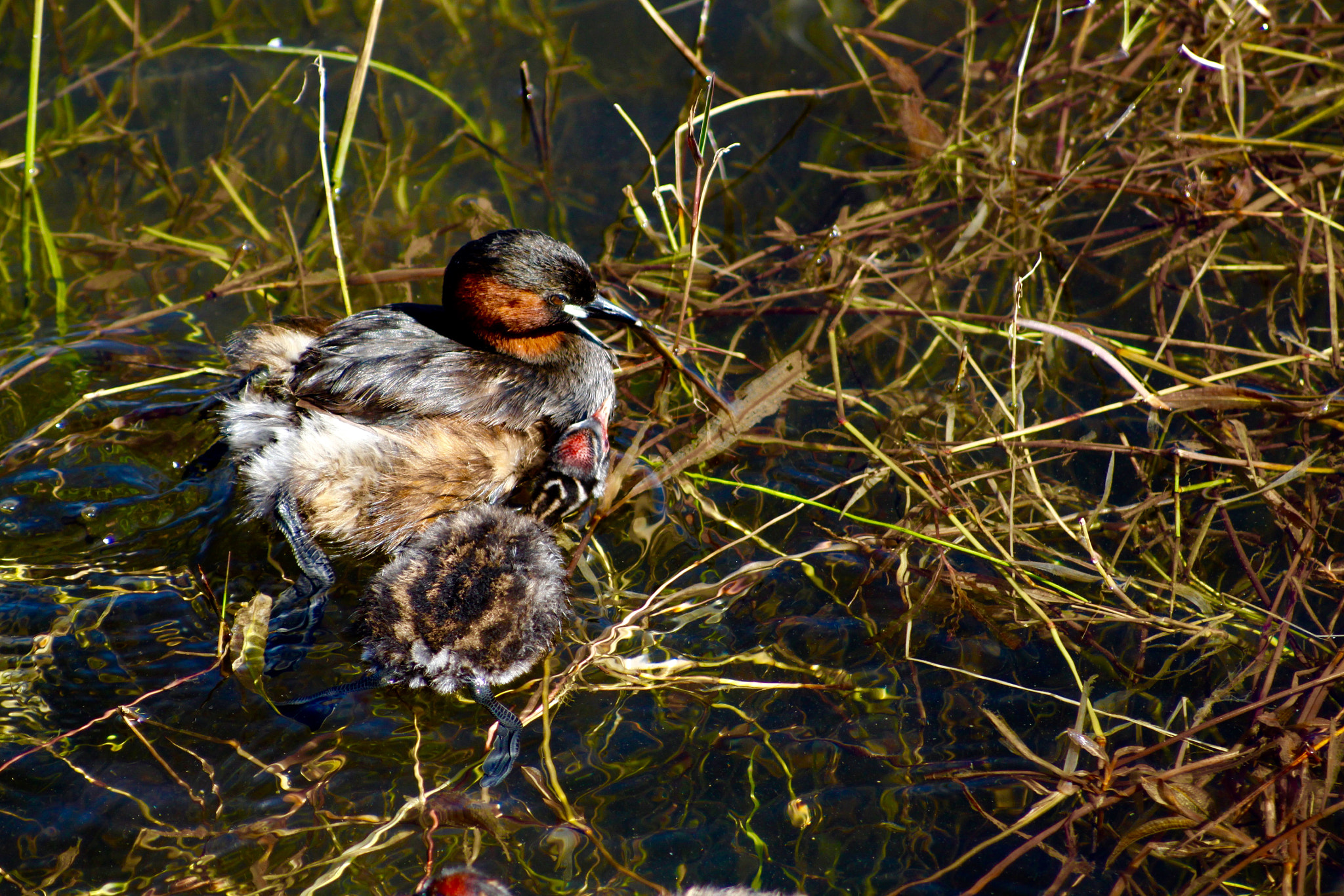 Canon EOS 50D + Canon EF 100-200mm f/4.5A sample photo. Sudafrica photography