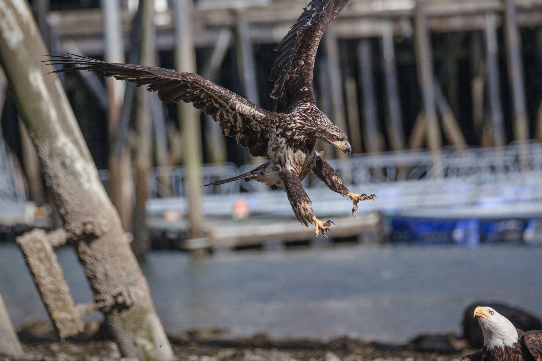 Canon EF 70-200mm F2.8L IS II USM sample photo. Watch out photography