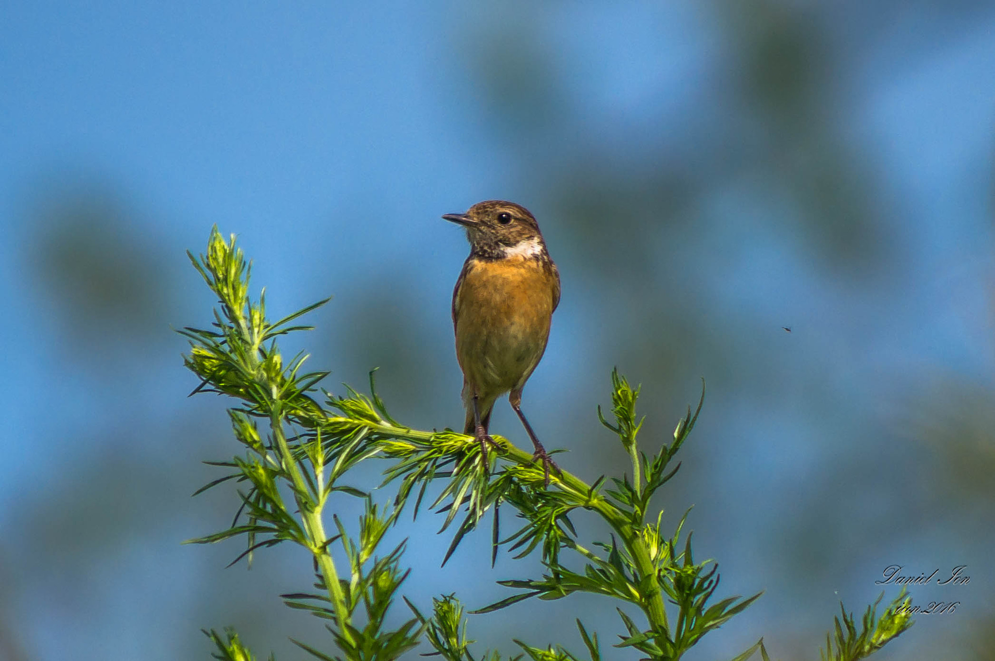 smc PENTAX-FA 80-320mm F4.5-5.6 sample photo. Saxicola torquatus photography
