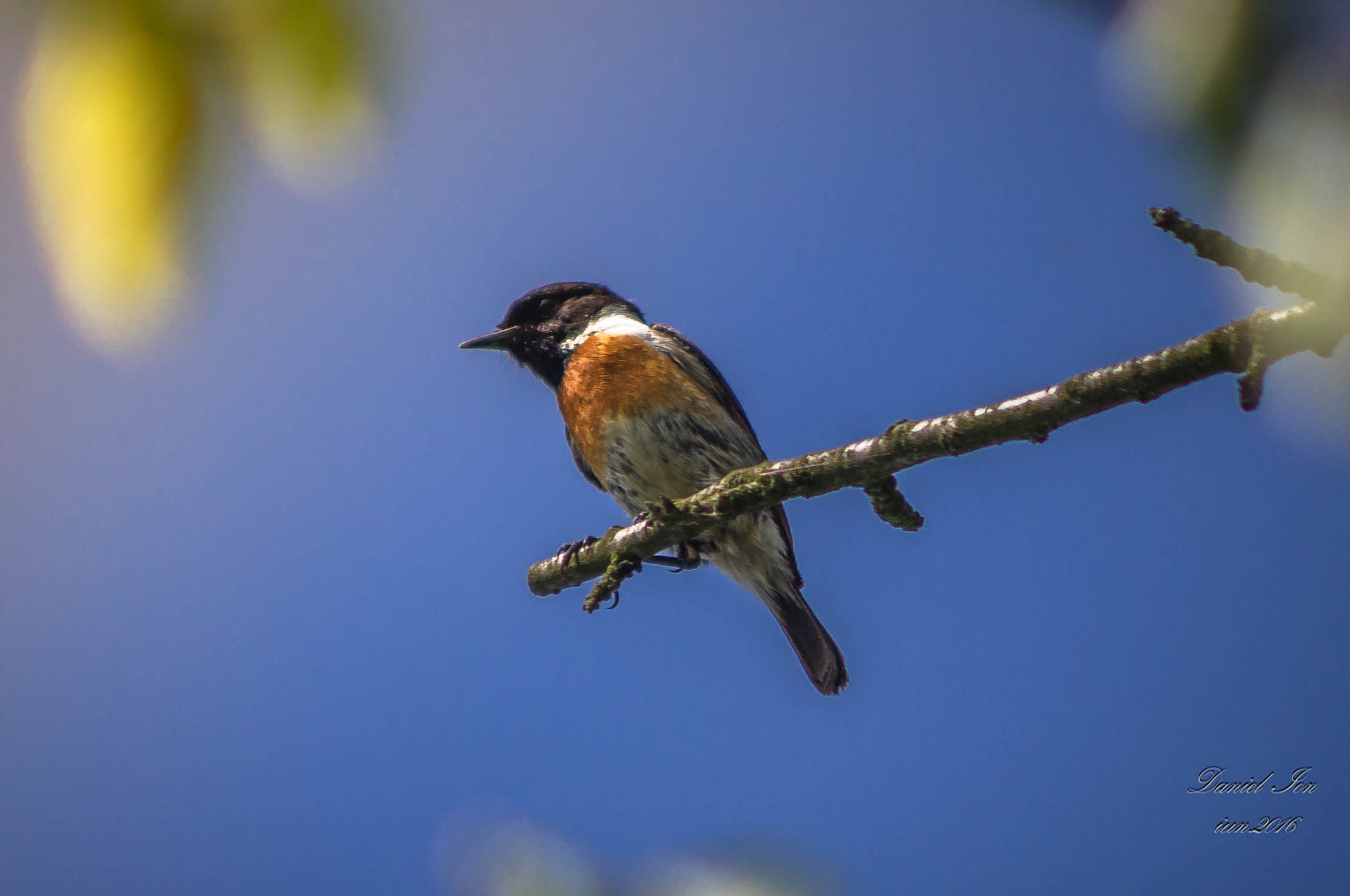 smc PENTAX-FA 80-320mm F4.5-5.6 sample photo. Saxicola torquatus photography