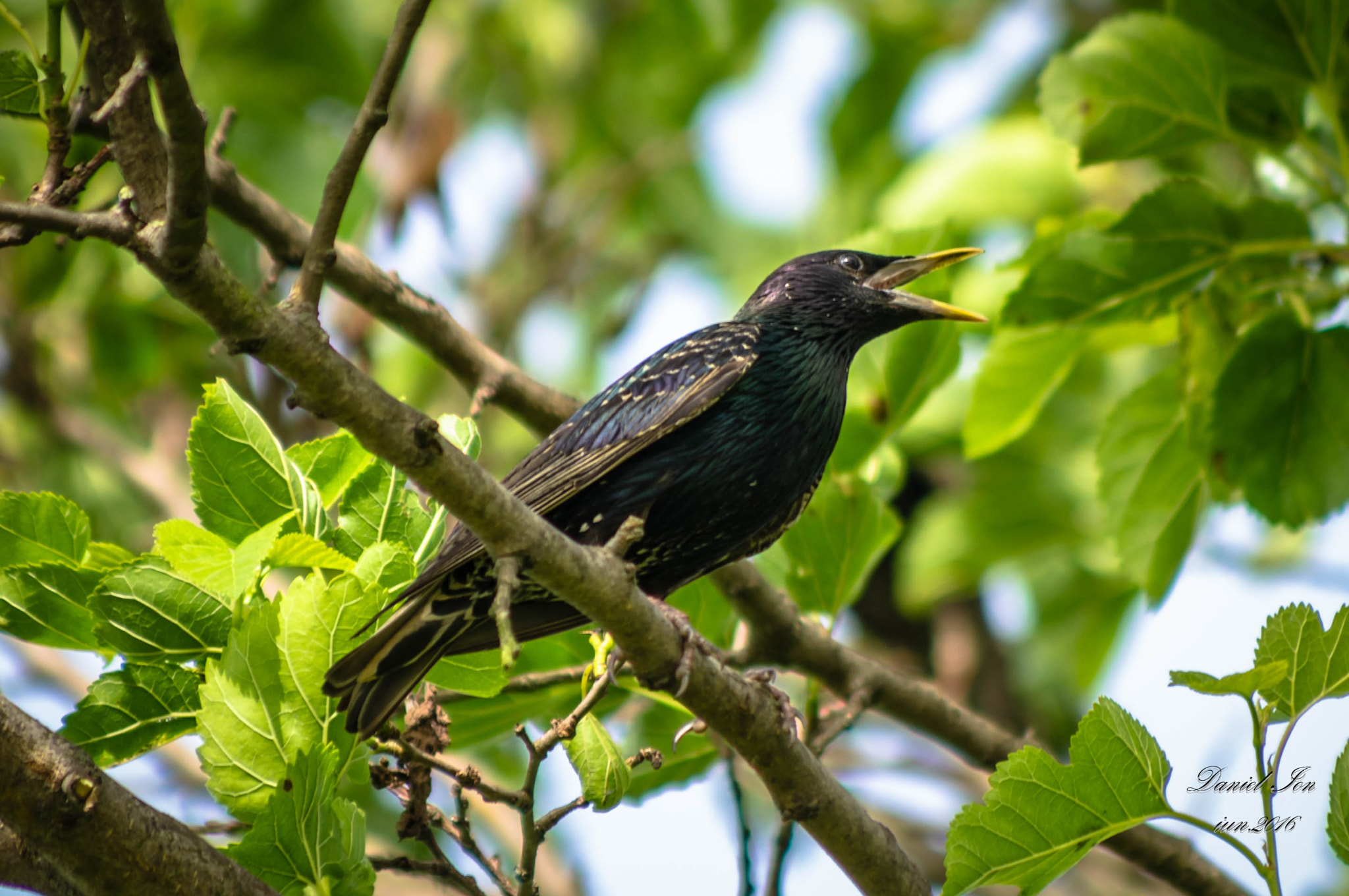 smc PENTAX-FA 80-320mm F4.5-5.6 sample photo. Sturnus vulgaris photography