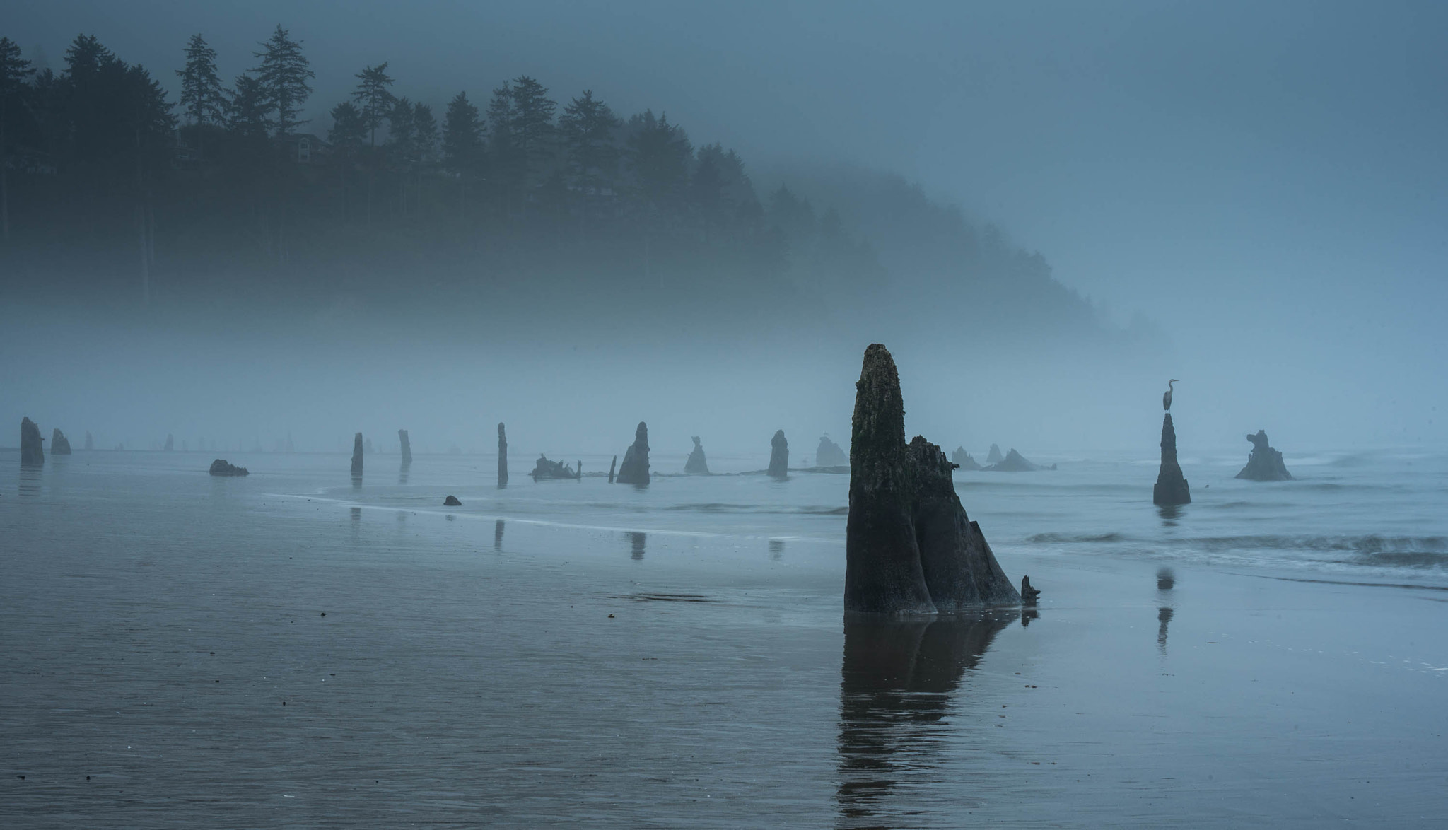 AF Zoom-Nikkor 28-105mm f/3.5-4.5D IF sample photo. Heron in the ghost forest photography