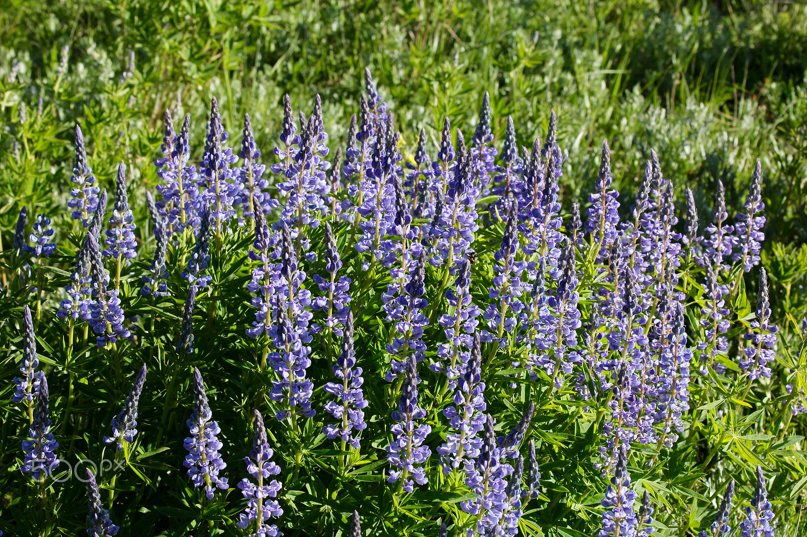 Canon EF 70-300mm F4-5.6 IS USM sample photo. Lots of purple photography