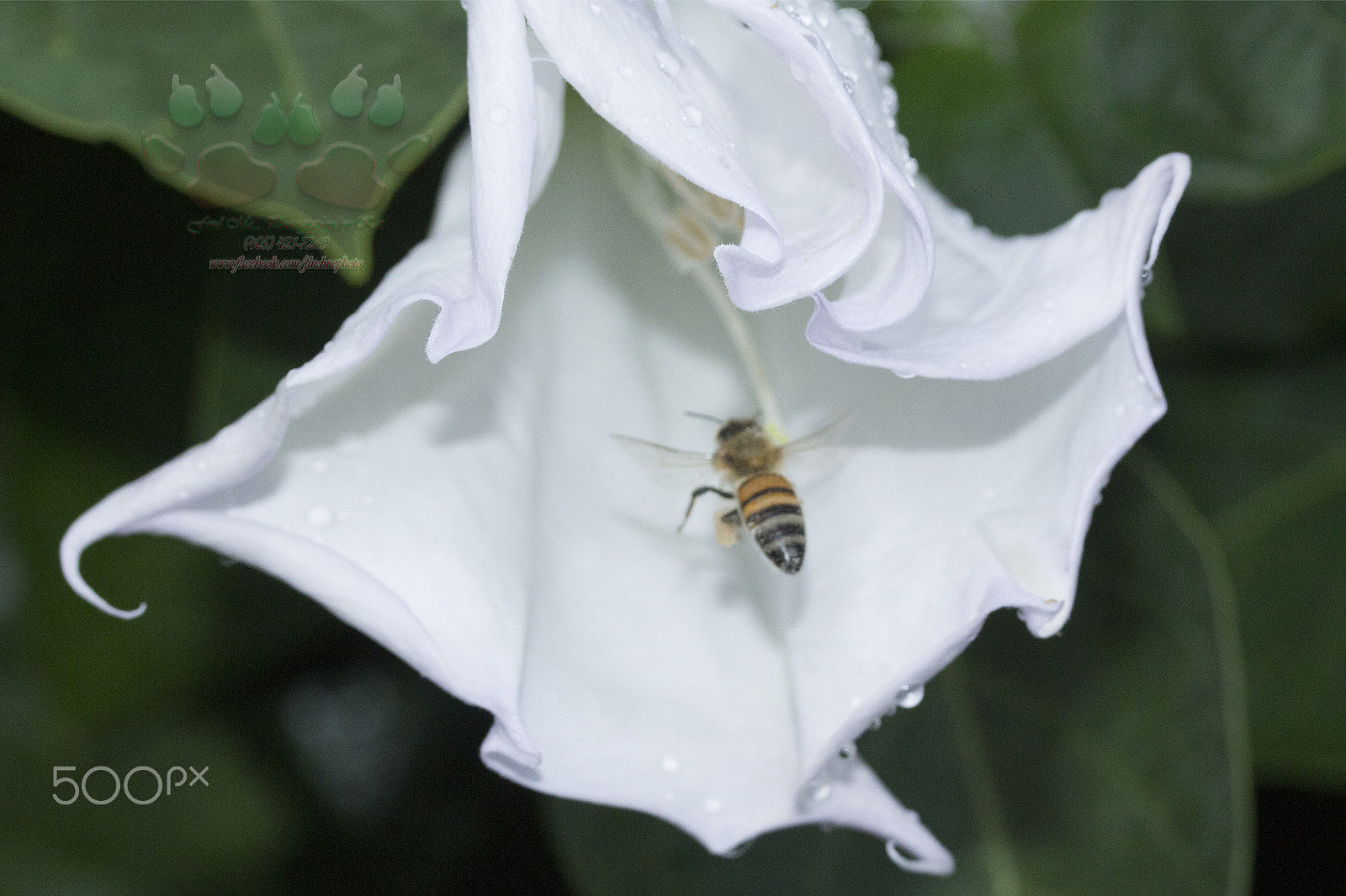 Canon EF-S 60mm F2.8 Macro USM sample photo. Moon flowers & bees photography