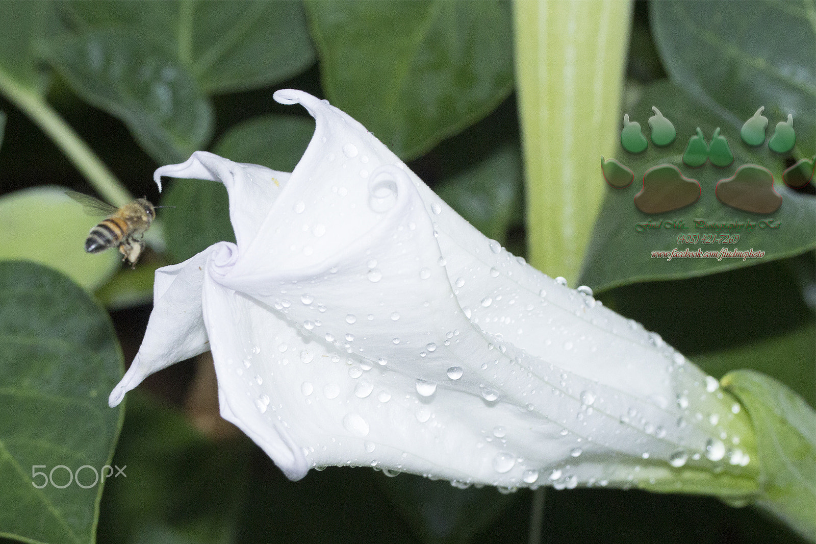 Canon EF-S 60mm F2.8 Macro USM sample photo. Moon flowers & bees photography