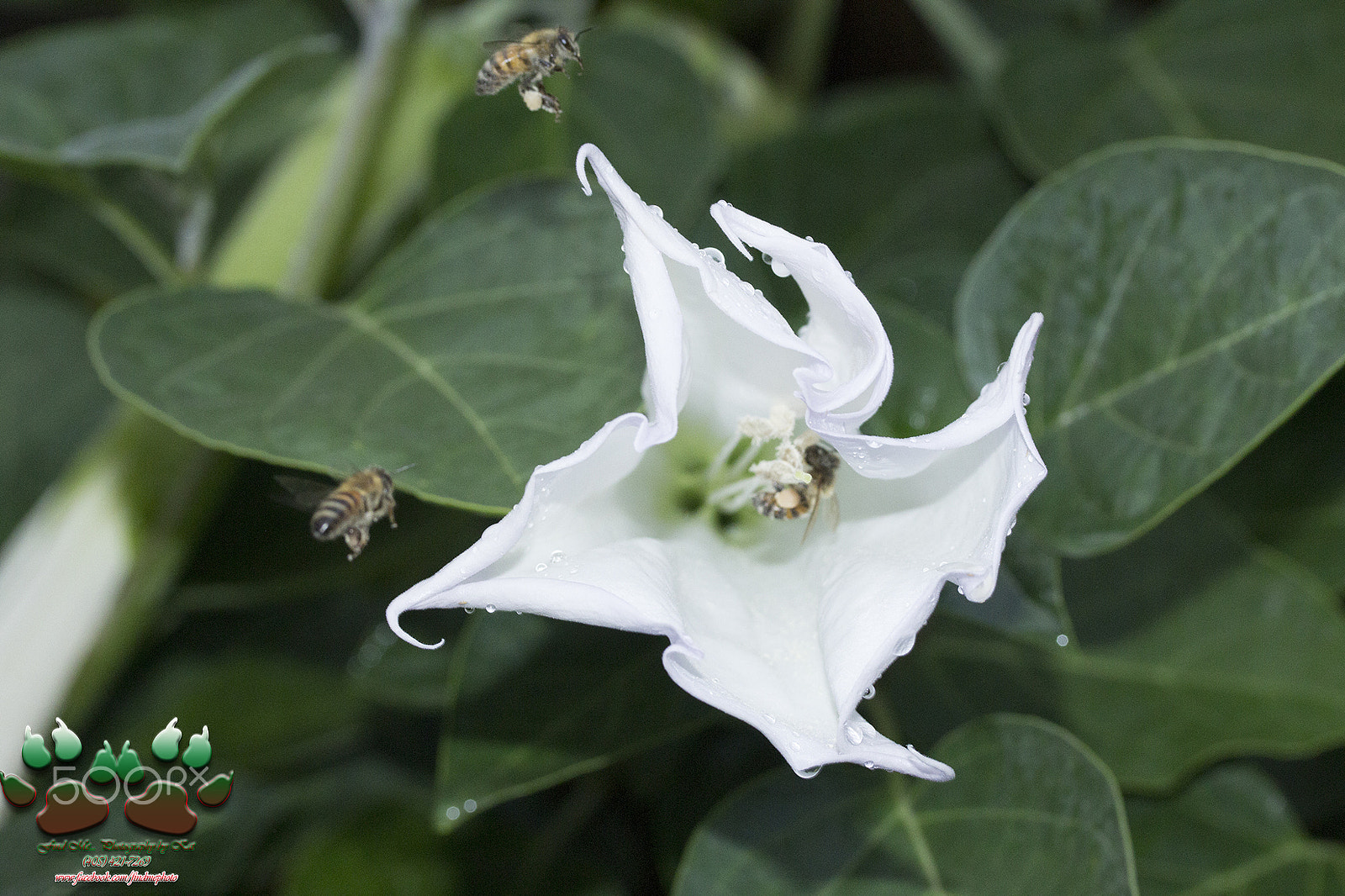 Canon EF-S 60mm F2.8 Macro USM sample photo. Moon flowers & bees photography