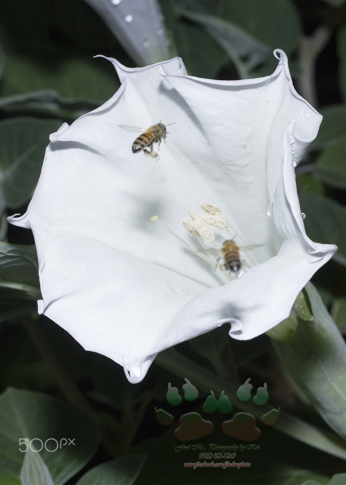 Canon EF-S 60mm F2.8 Macro USM sample photo. Bees and moon flower photography