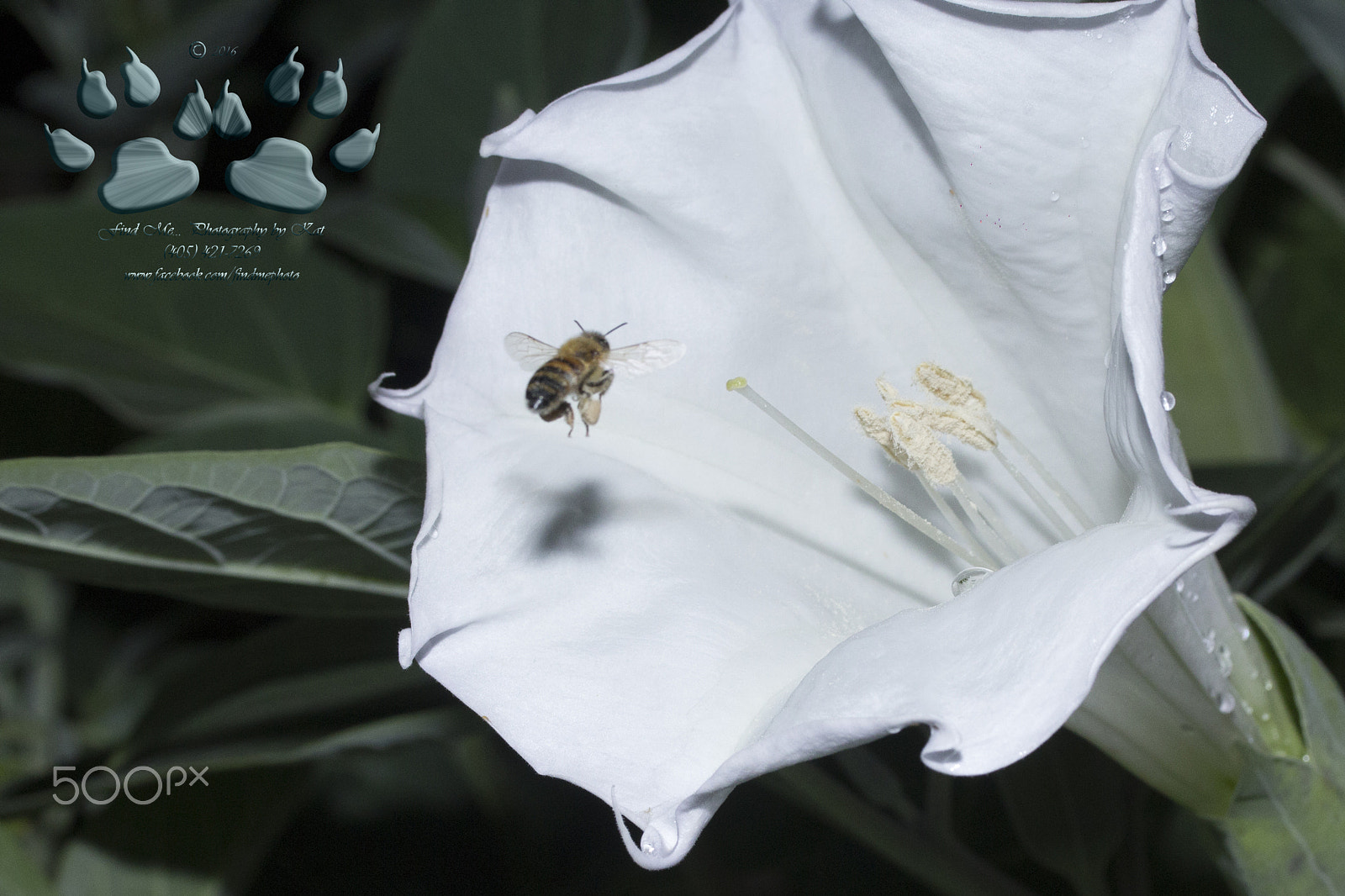 Canon EF-S 60mm F2.8 Macro USM sample photo. Moon & bee photography