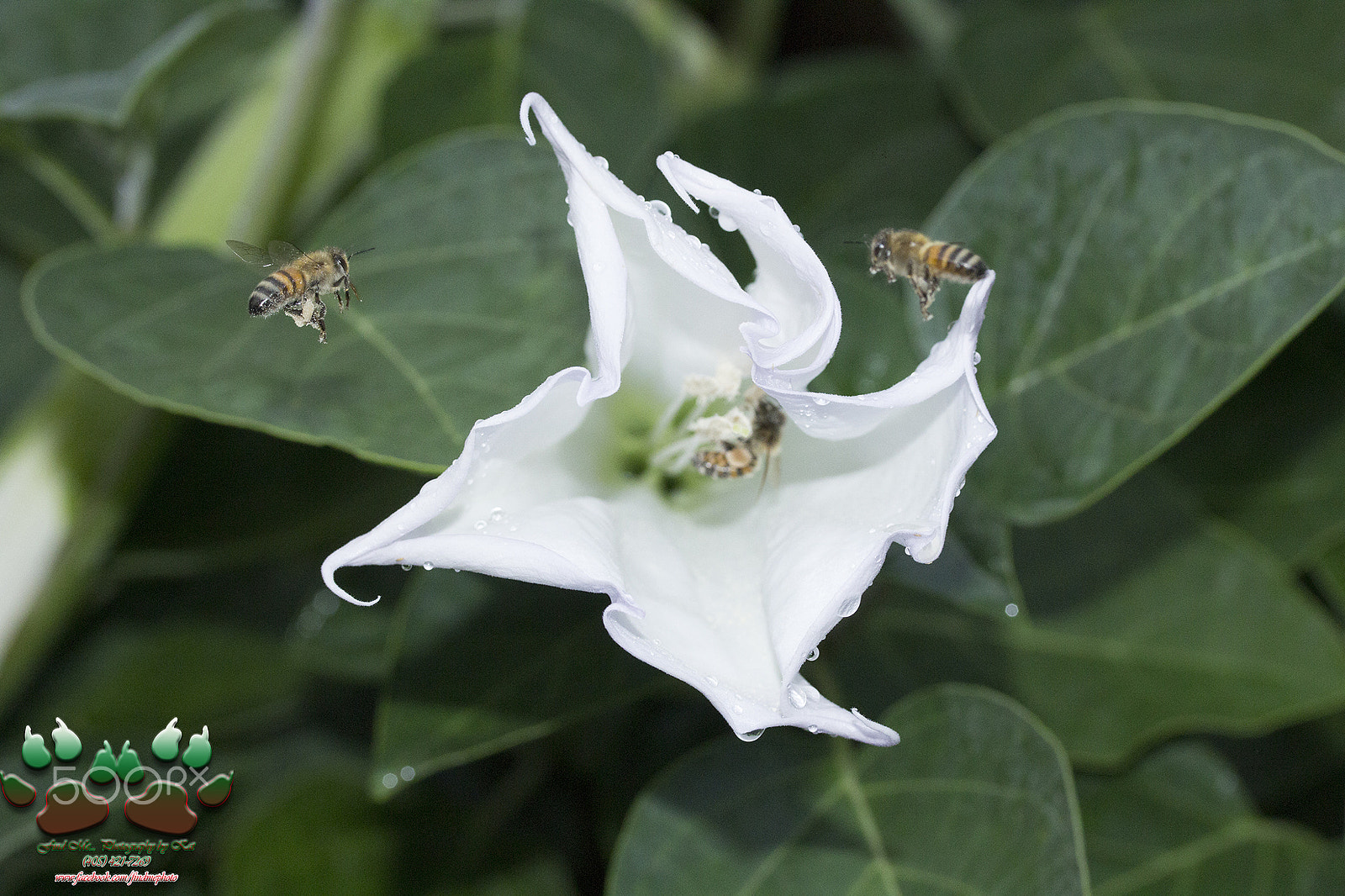 Canon EF-S 60mm F2.8 Macro USM sample photo. Moon flowers & bees photography