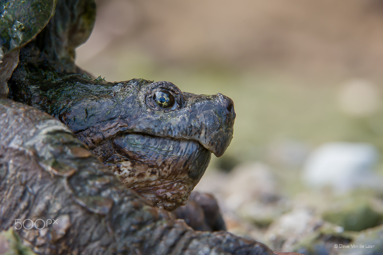 Nikon D3S + Nikon AF-S Nikkor 200-400mm F4G ED-IF VR sample photo. Snapping turtle photography