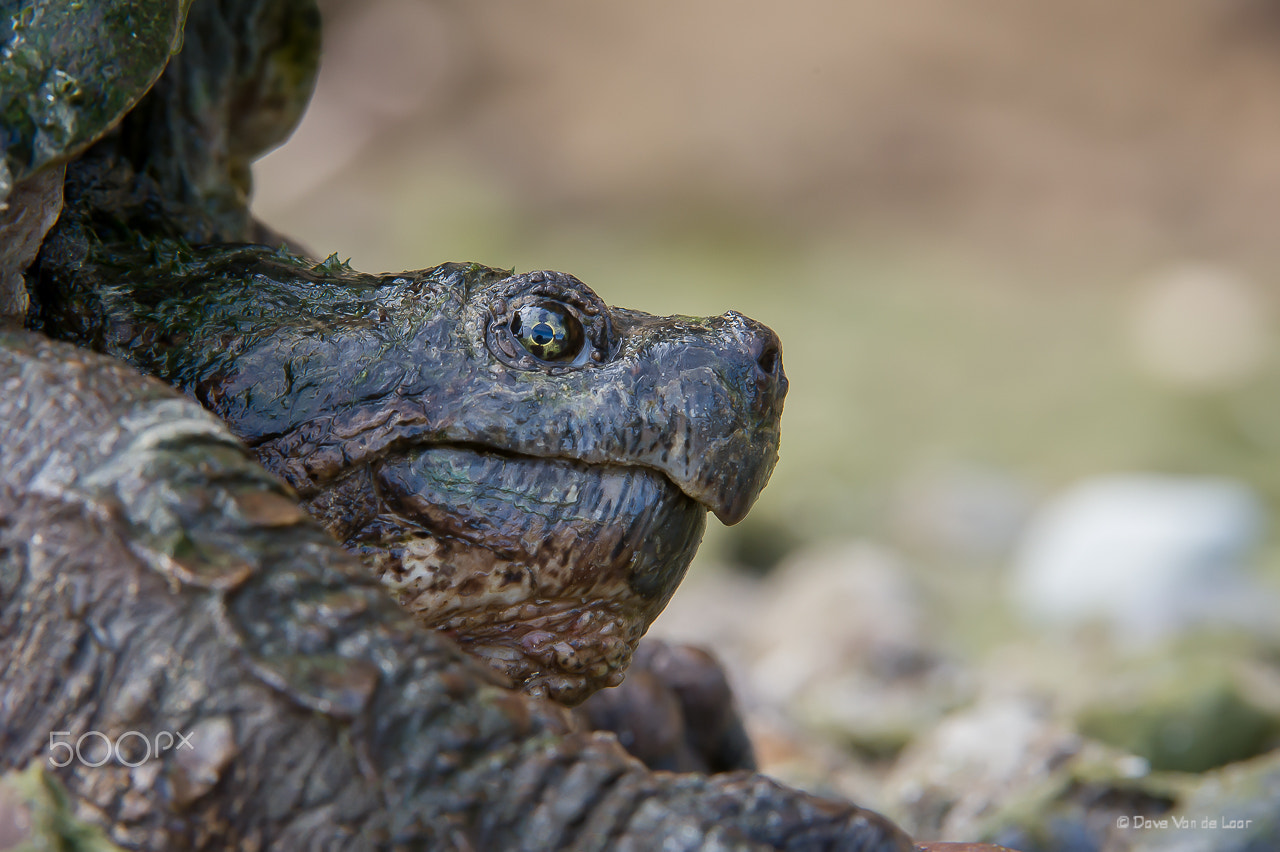 Nikon AF-S Nikkor 200-400mm F4G ED-IF VR sample photo. Snapping turtle photography