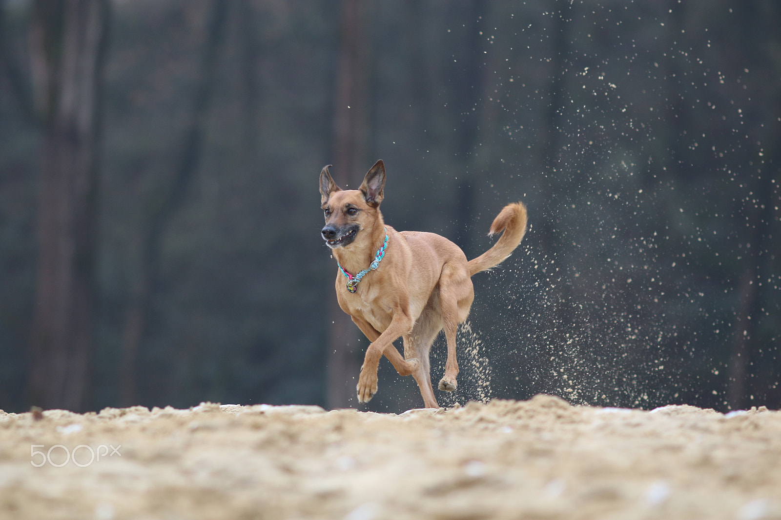 Canon EOS 70D + Canon EF 200mm F2.8L II USM sample photo. Grazie photography