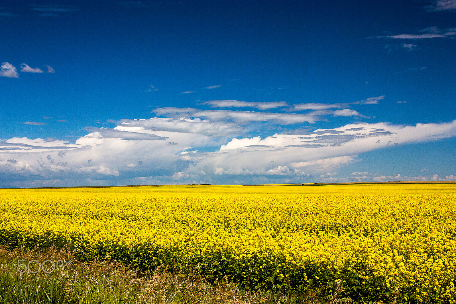 Canon EOS 450D (EOS Rebel XSi / EOS Kiss X2) sample photo. Canola fields photography