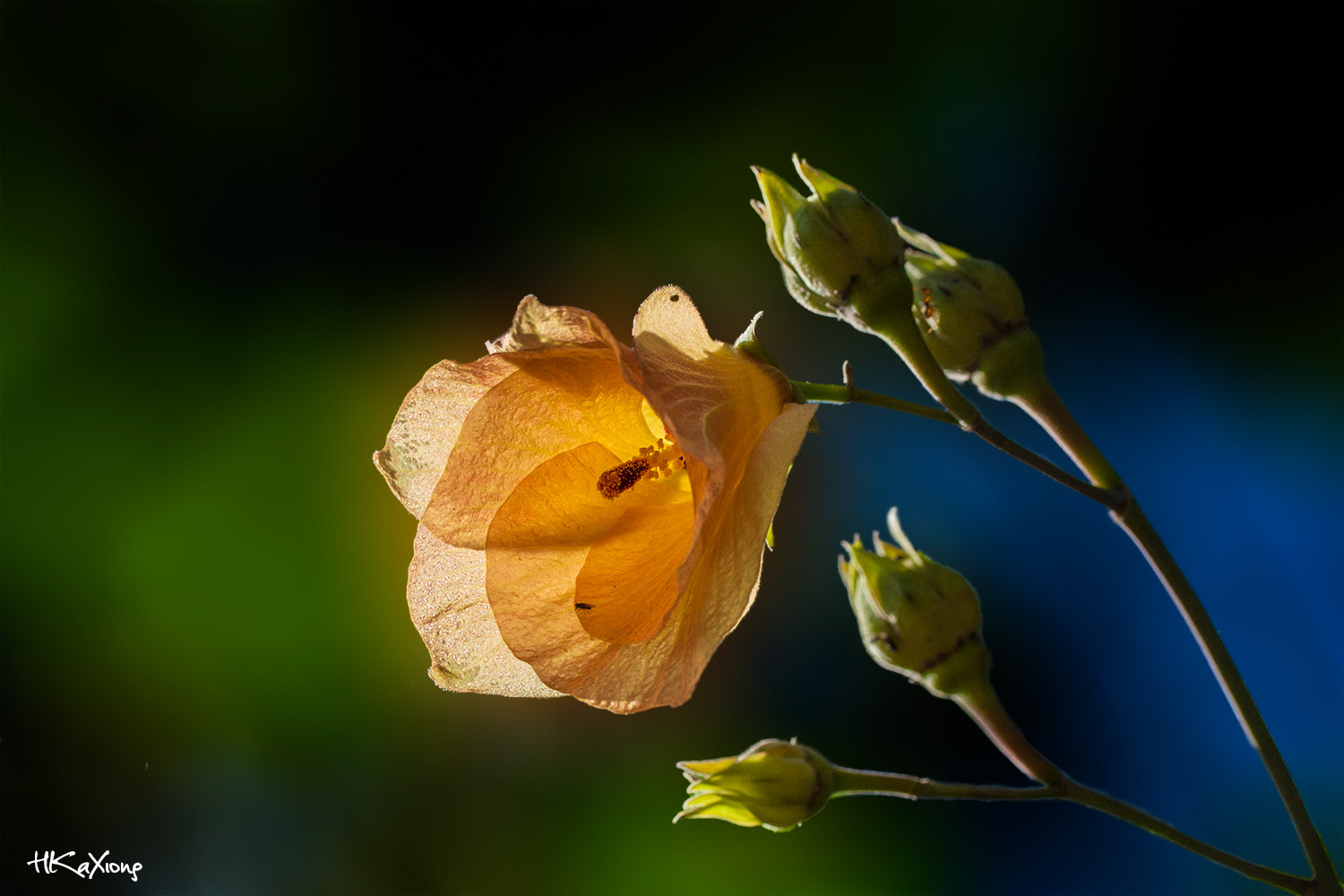 Canon EF-S 60mm F2.8 Macro USM sample photo. Hibiscus hamabo photography