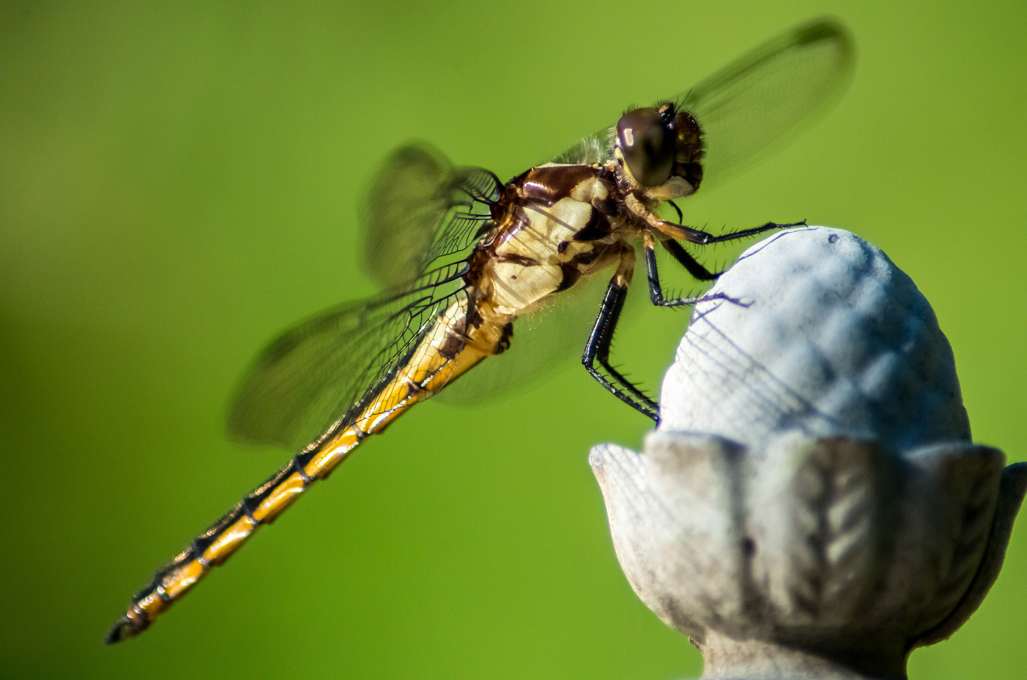 Pentax K-50 + Tamron AF 70-300mm F4-5.6 Di LD Macro sample photo. Common darter dragonfly photography