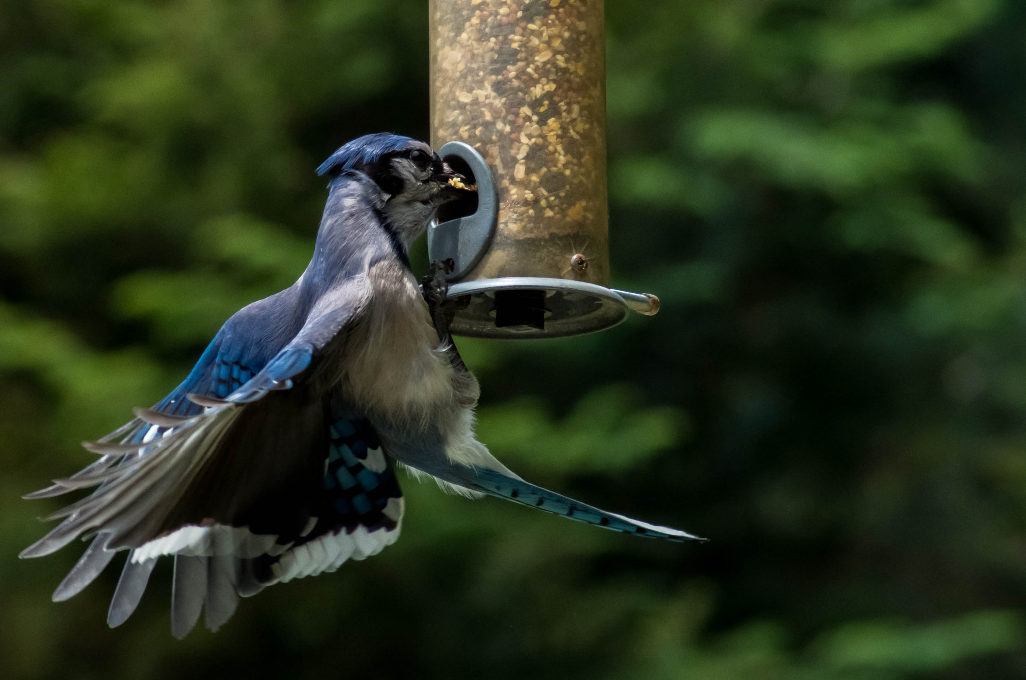 Pentax K-50 + Tamron AF 70-300mm F4-5.6 Di LD Macro sample photo. Blue jay lunchtime photography