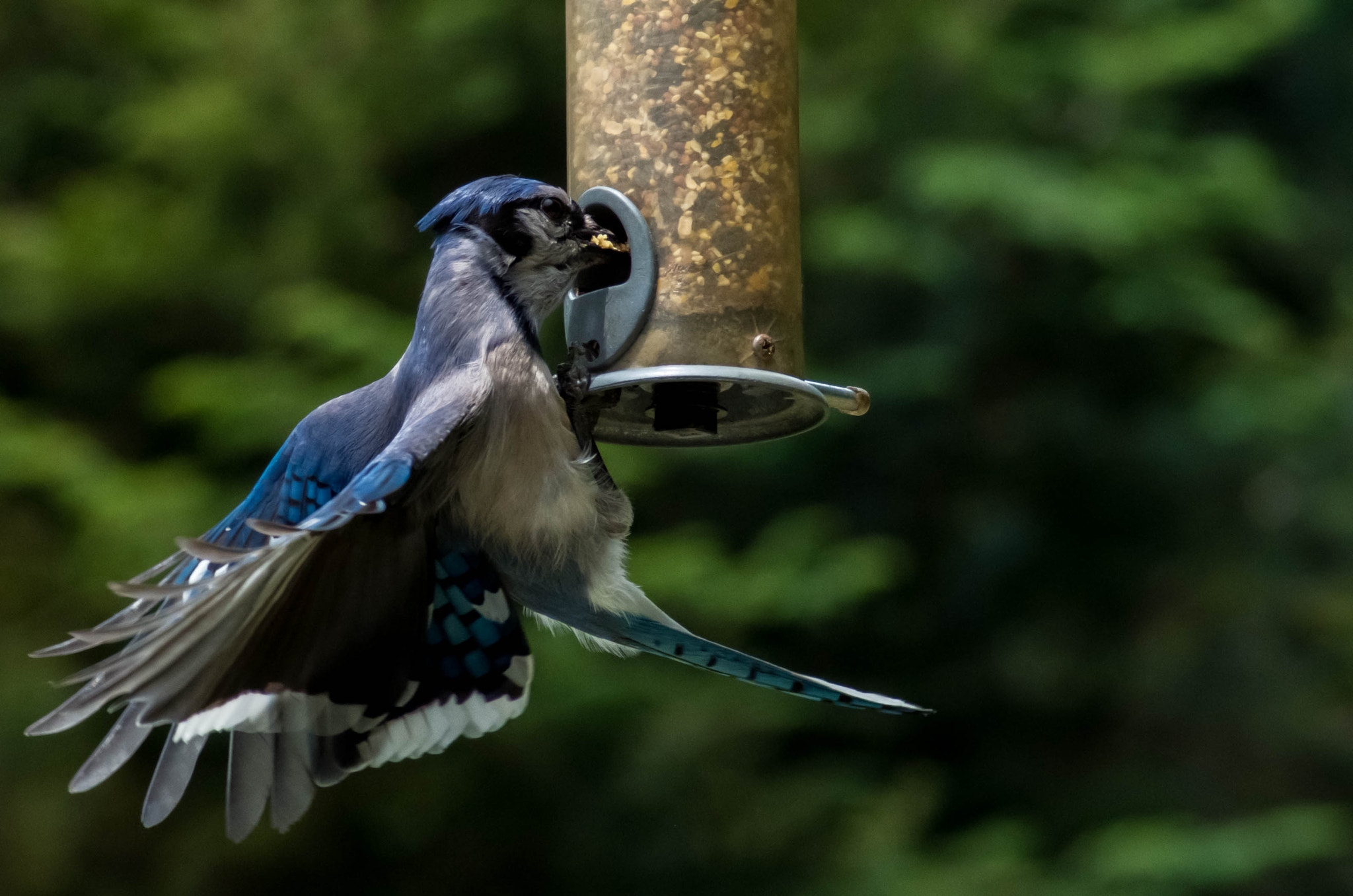 Tamron AF 70-300mm F4-5.6 Di LD Macro sample photo. Blue jay lunchtime photography