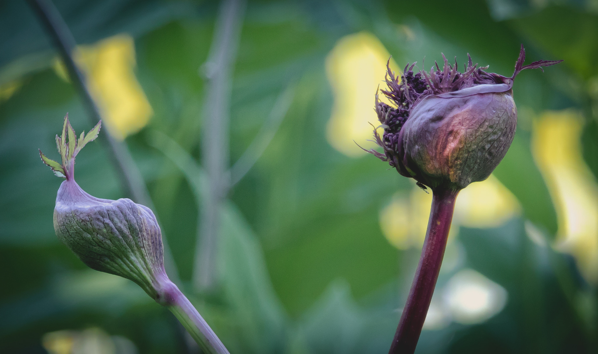 Canon EOS 760D (EOS Rebel T6s / EOS 8000D) sample photo. Odd photography